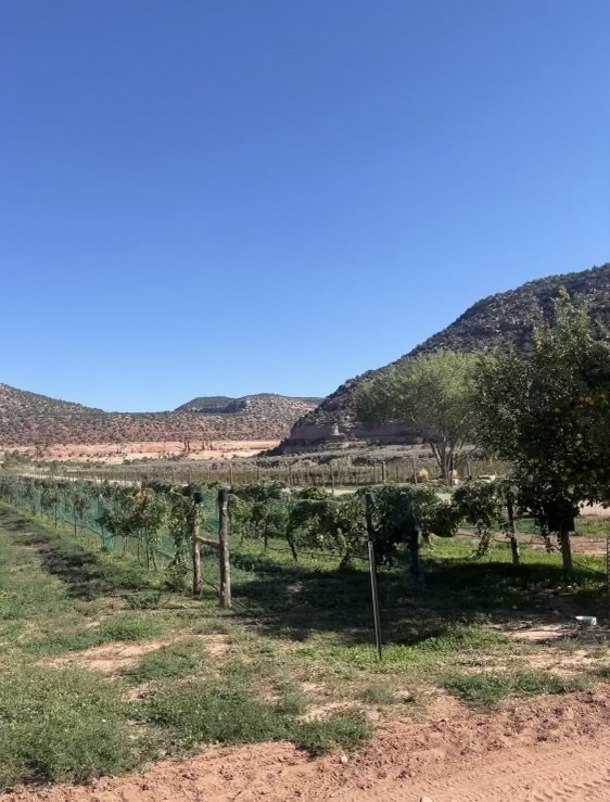 Montezuma Canyon vineyard, An Ordinary fellow Winery
