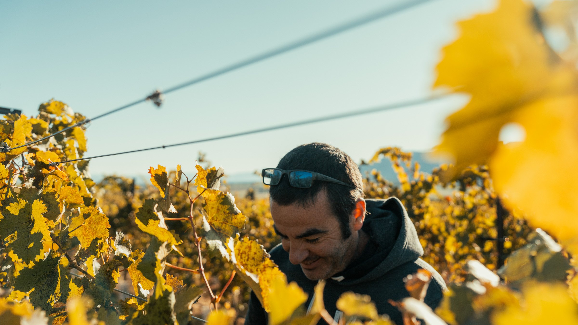 Ben Parsons harvesting grapes at Box Bar Vineyard, An Ordinary fellow Winery
