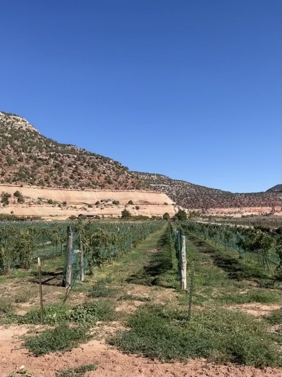 Montezuma Canyon vineyard, An Ordinary fellow Winery