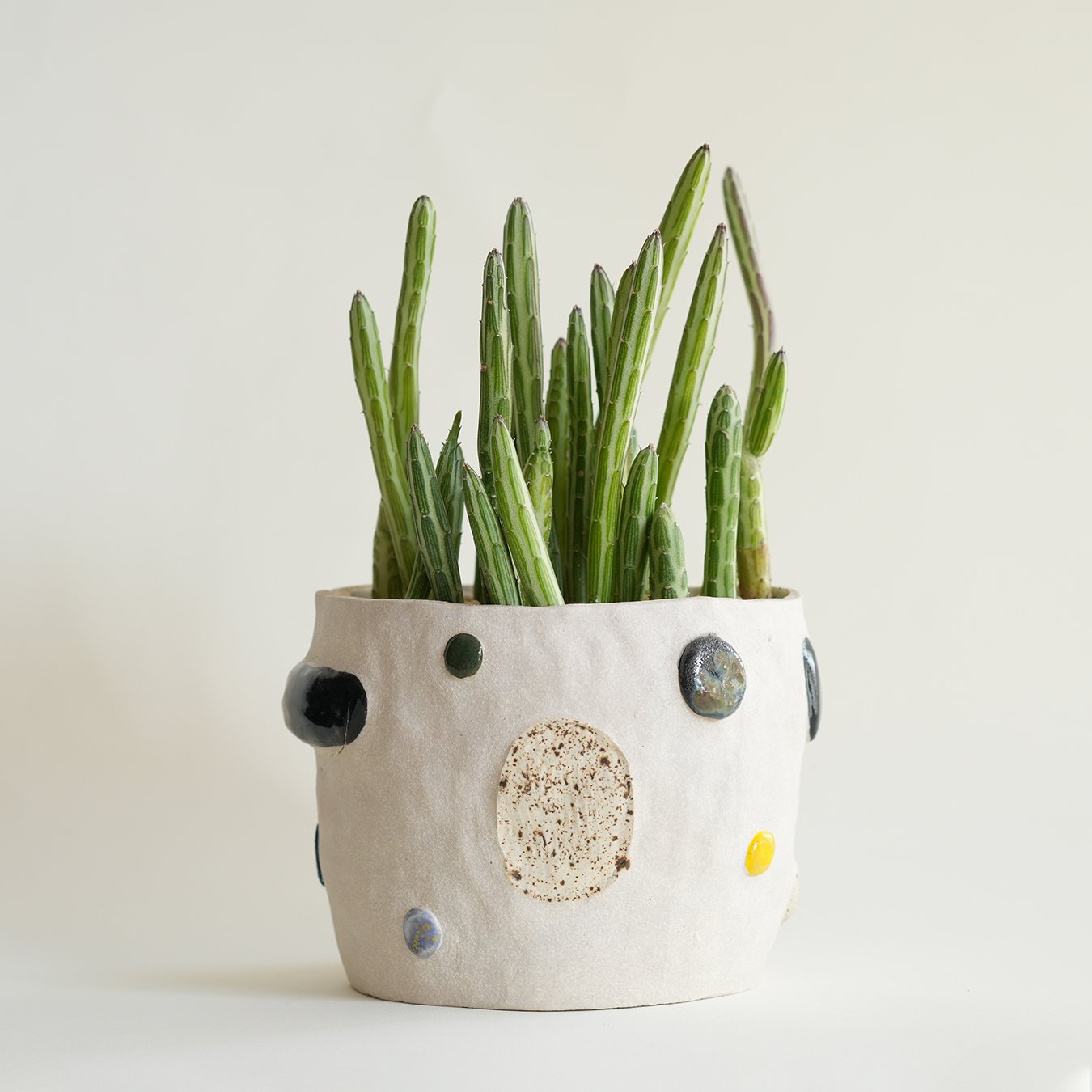 Cacti Pot