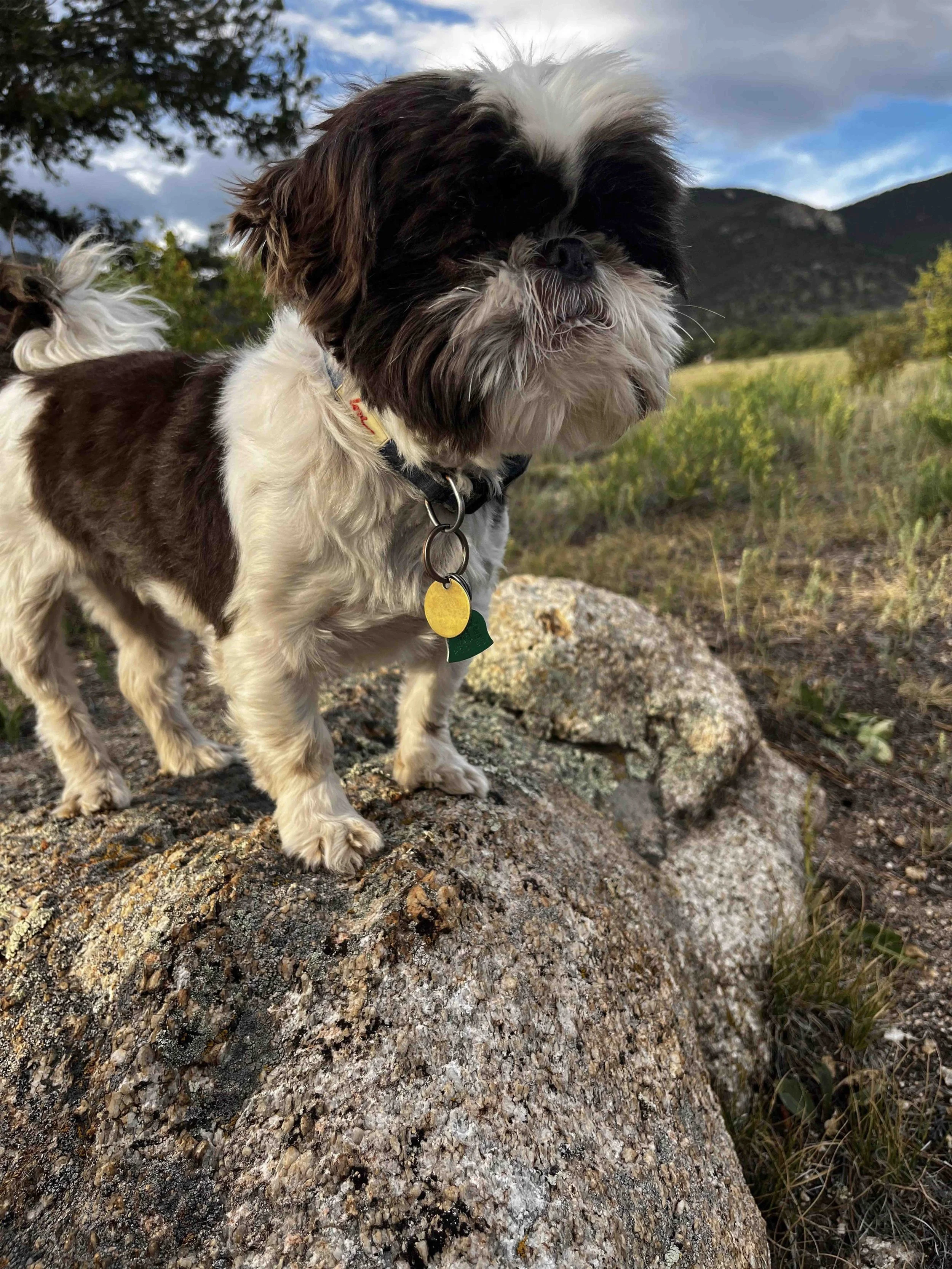 Small black and white dog standing on a large rock in a mountainous landscape with green vegetation and clouds in the sky. His name is Kenny of South Park.
