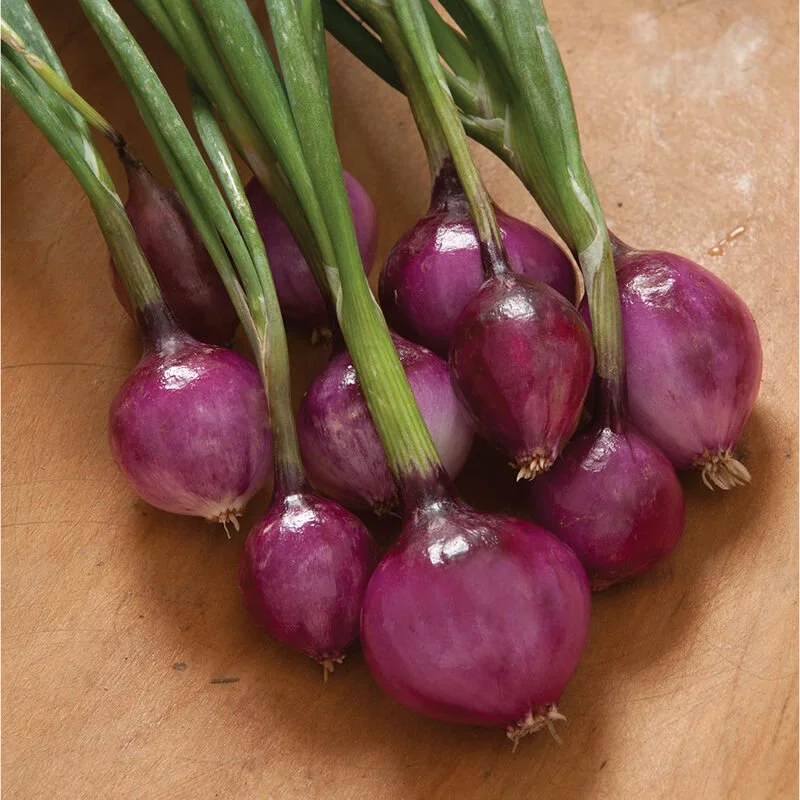 Small purple onion