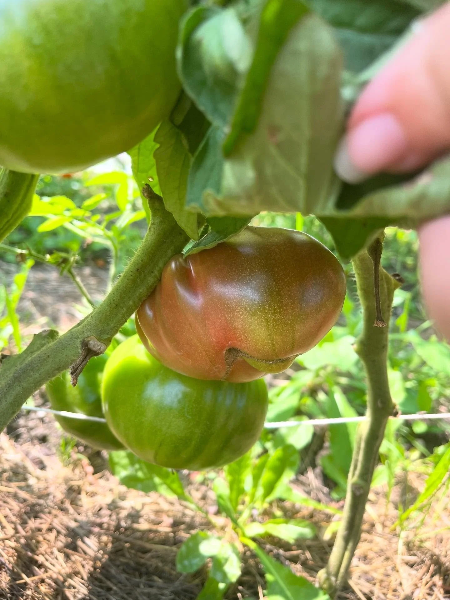 Tomatoes, pumpkins, and melons, oh my! 👀

#marketgarden #smallscalefarming #vermontbyvermonters #vermontfarm #northeastkingdom #supportlocalfarmers