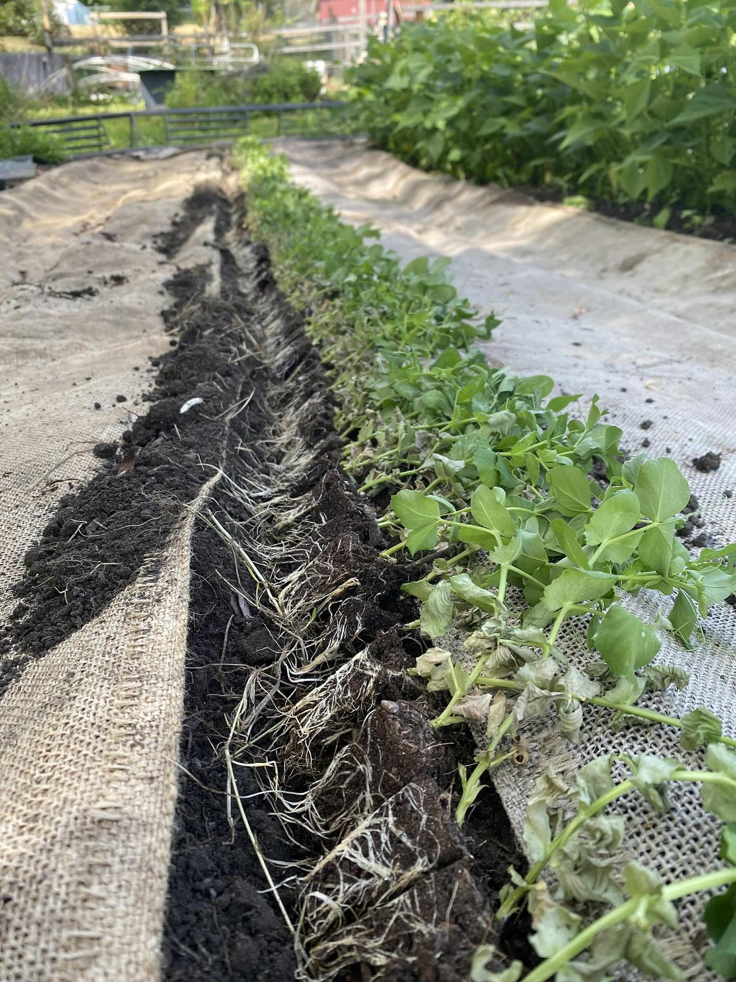 It&rsquo;s beginning to feel like fall&hellip; 🍂 Snap peas and kale have entered the scene.

#marketgarden #falliscoming #buylocal #supportlocalfarms #organicallygrown #vermontfarm #northeastkingdom