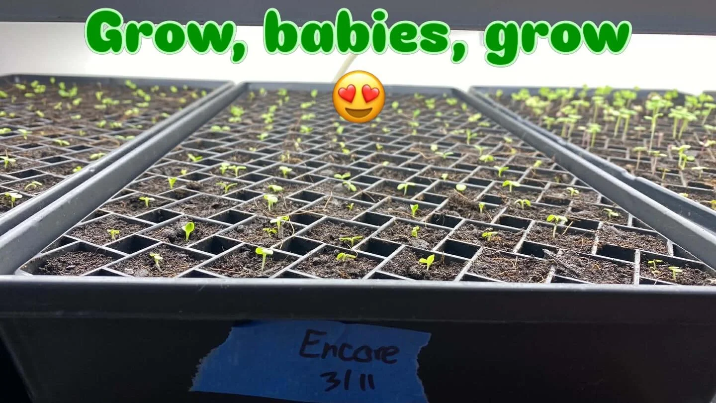 Lettuces that were seeded just 6 days ago are sprouting nicely 🌱 it always feels so magical. Our first salad mix of the season will be a blend of ovation and encore lettuces from @johnnys_seeds 

#lettucegrow #plantseedsgrowcommunity #marketgarden #