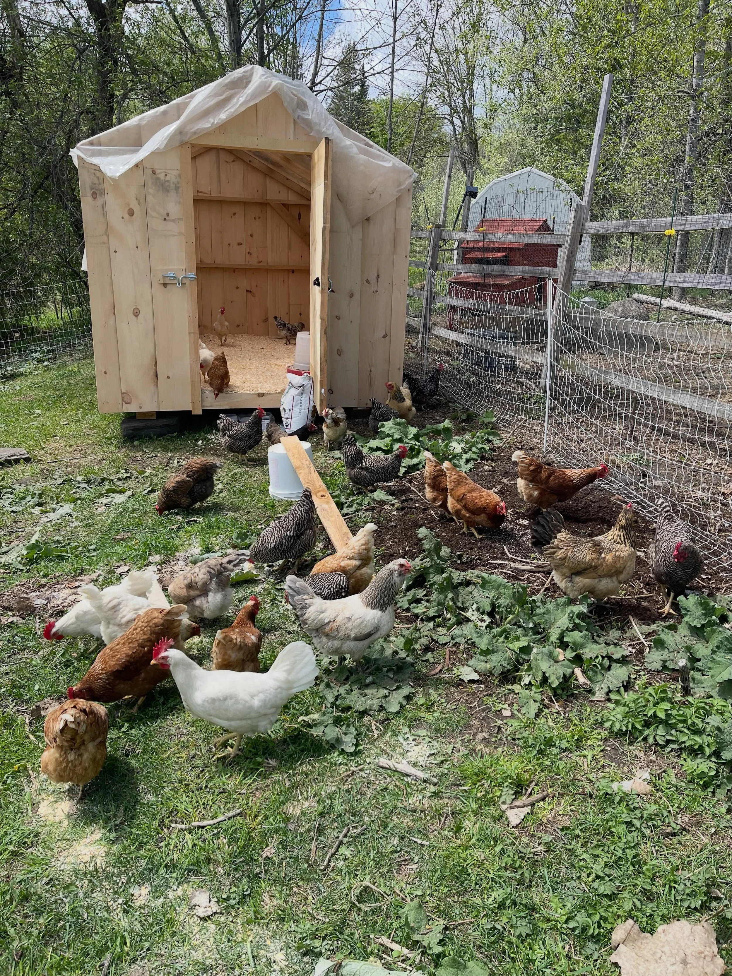 We got just a few more chickens today 🤪 We love chickens, not just for their eggs, but also for their help in closing the loop on our farm. They eat bugs, aerate the soil, and return vital nutrients back to the earth through their 💩 thank you @clou