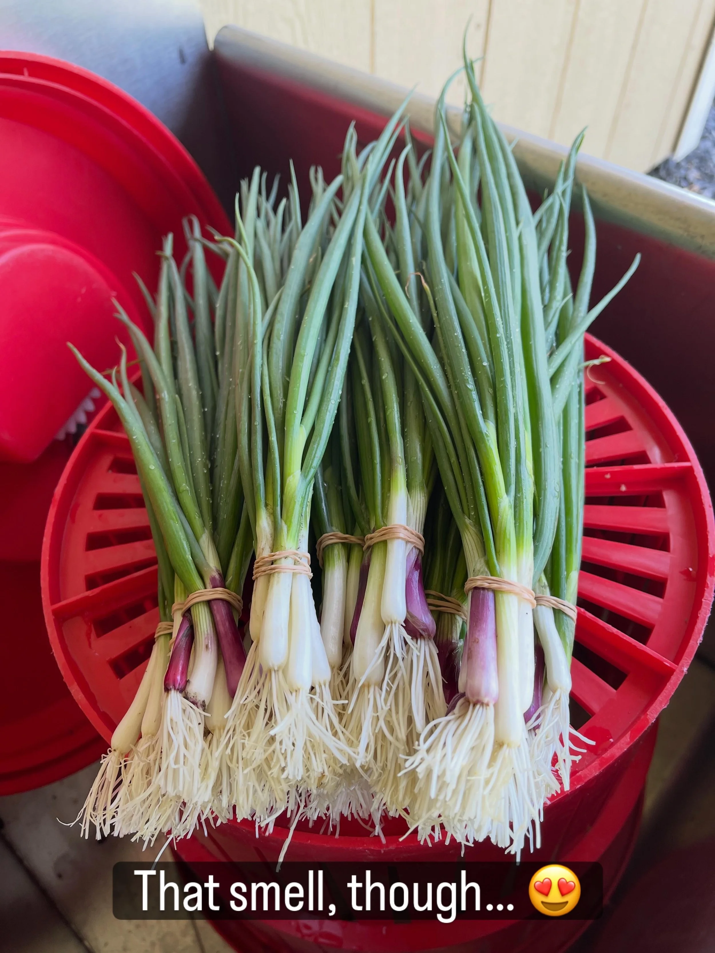 First round of green onions washed, trimmed, and ready for our CSA customers 💕

#vermontbyvermonters #smallscalefarming #vermontfarm #csa #northeastkingdom