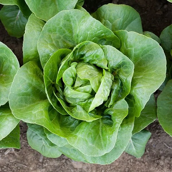 Green head lettuce