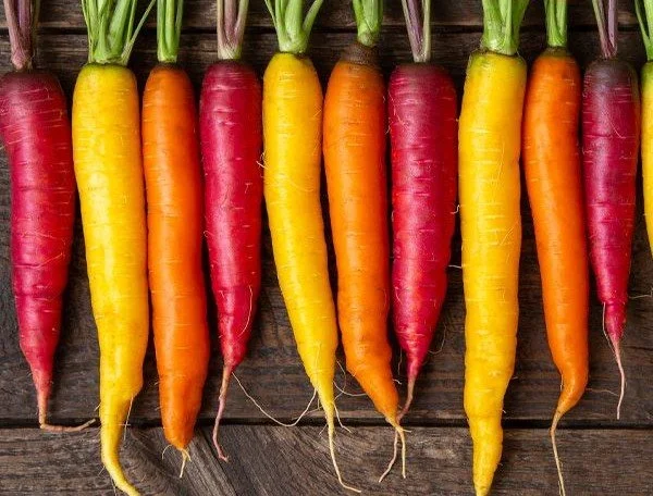 Rainbow colored carrots