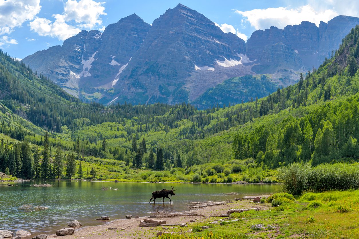 A moose standing in a lake with a mountain range and lush green forest in the background.