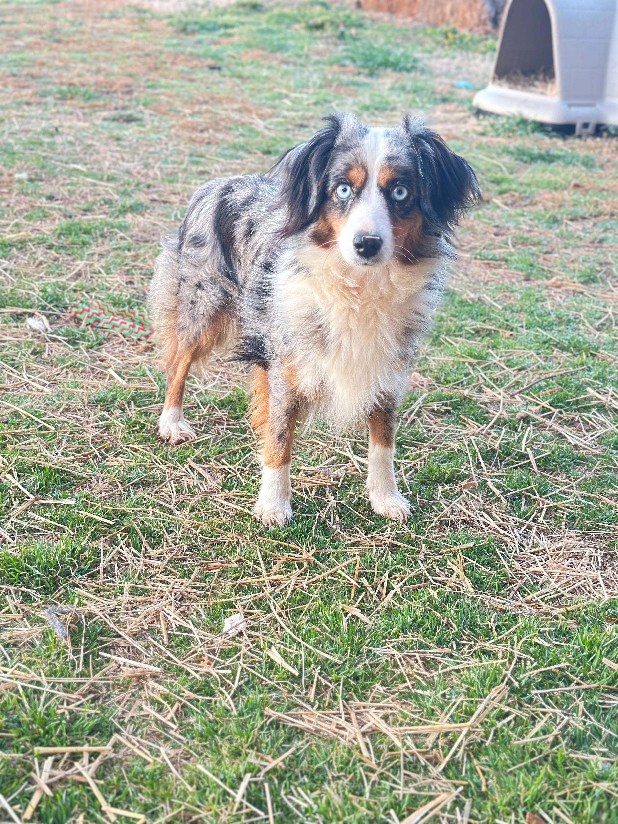 Brooke, our Blue-eyed Toy Australian Shepherd dam from Southern Toy Shepherds in South Carolina, sits for a portrait. This family-raised Toy Aussie has a gentle temperament, fluffy coat, and loving personality. 