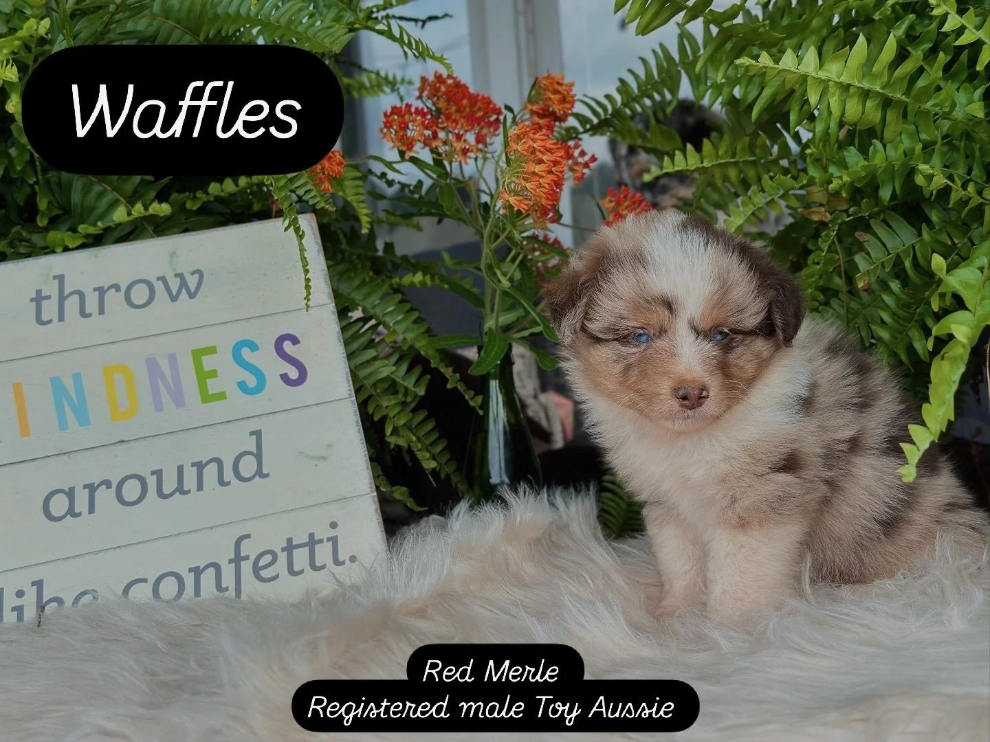 Waffles (Summer/Chester)