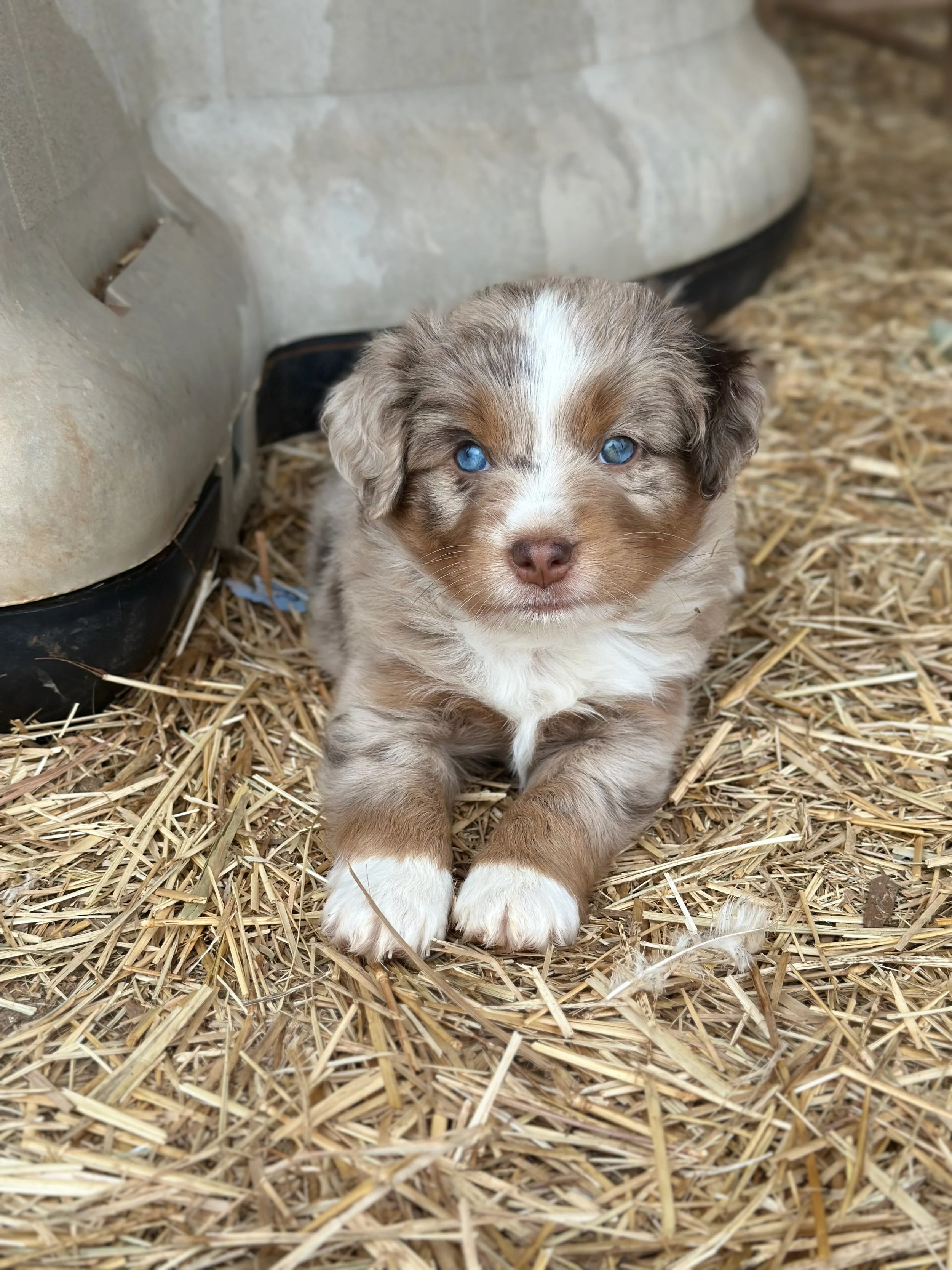 Dunkin! (Mayzie/Chester)