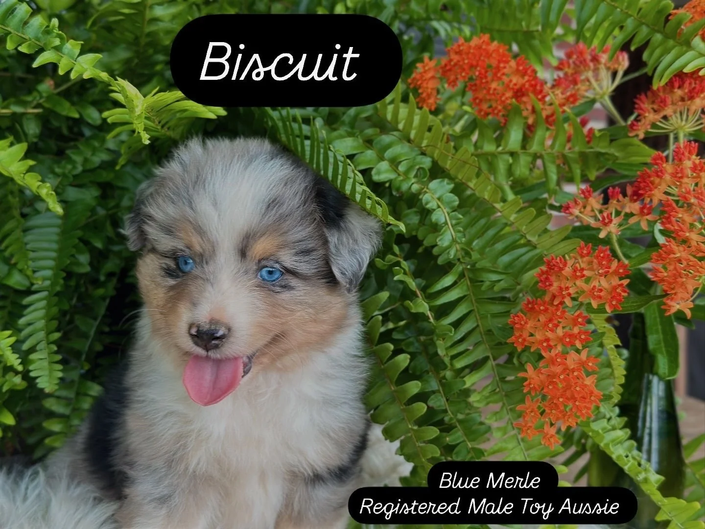 Biscuit (Summer/Chester)