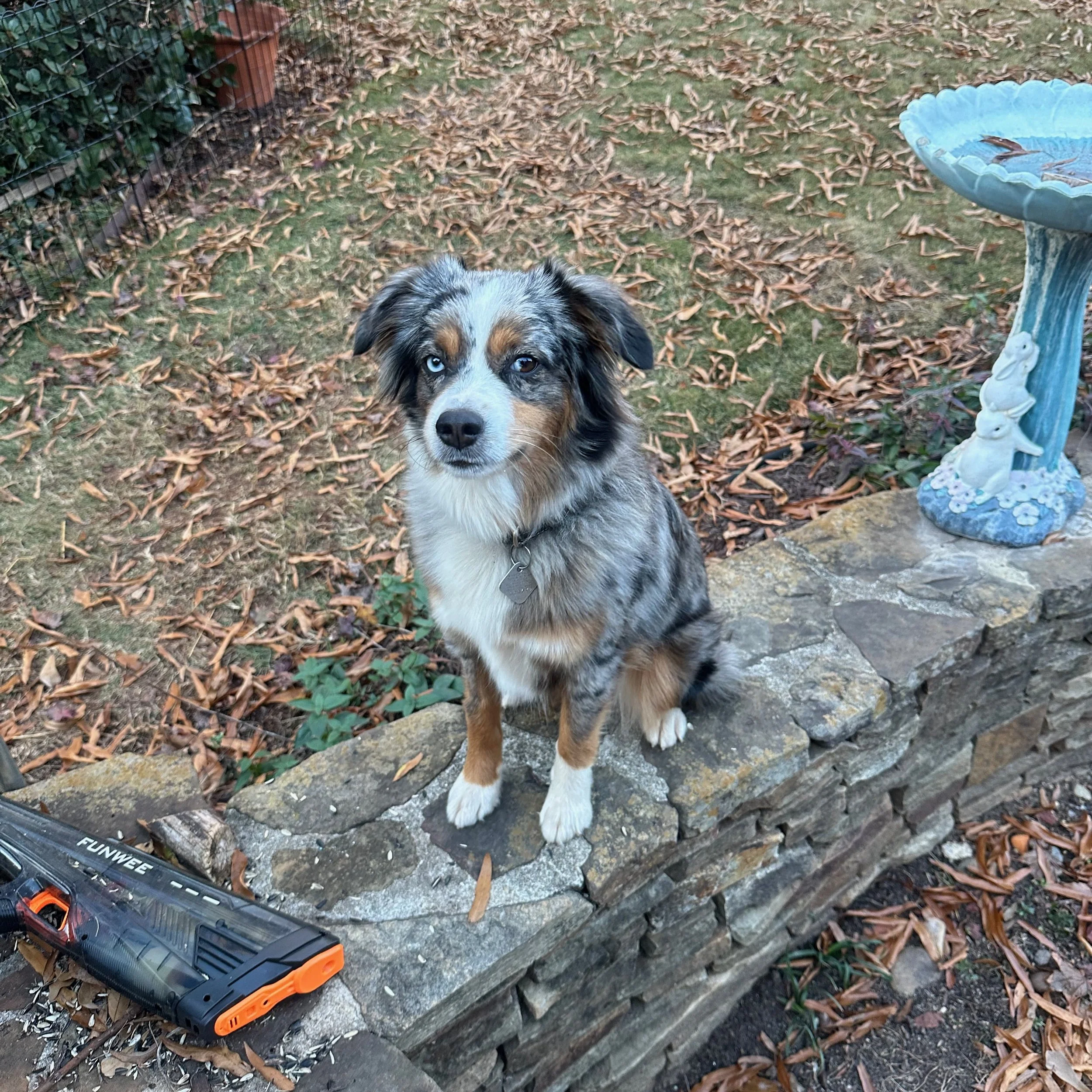 Maddie (Mayzie/Chester)