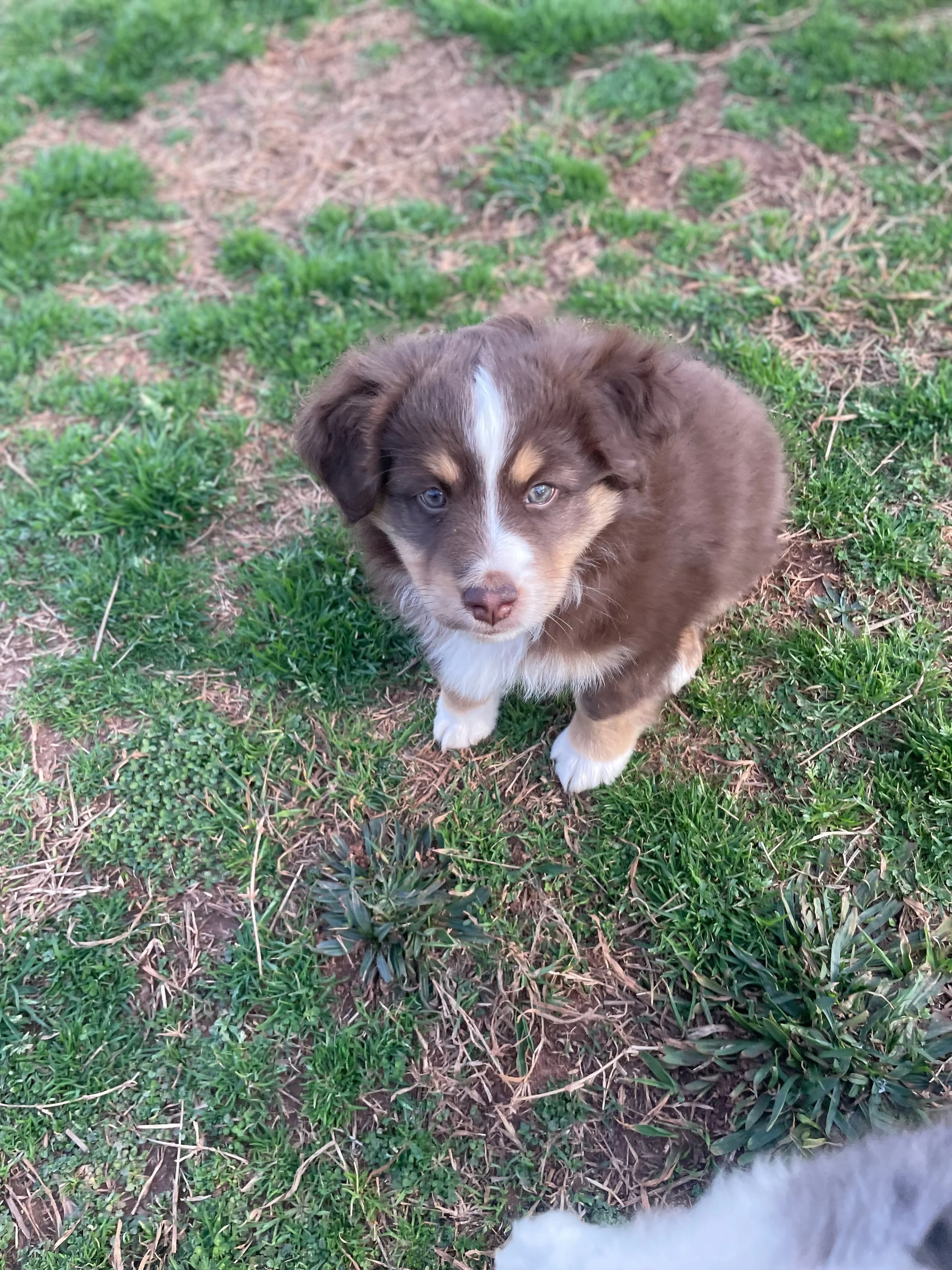 Chestnut (Brooke/Chester)