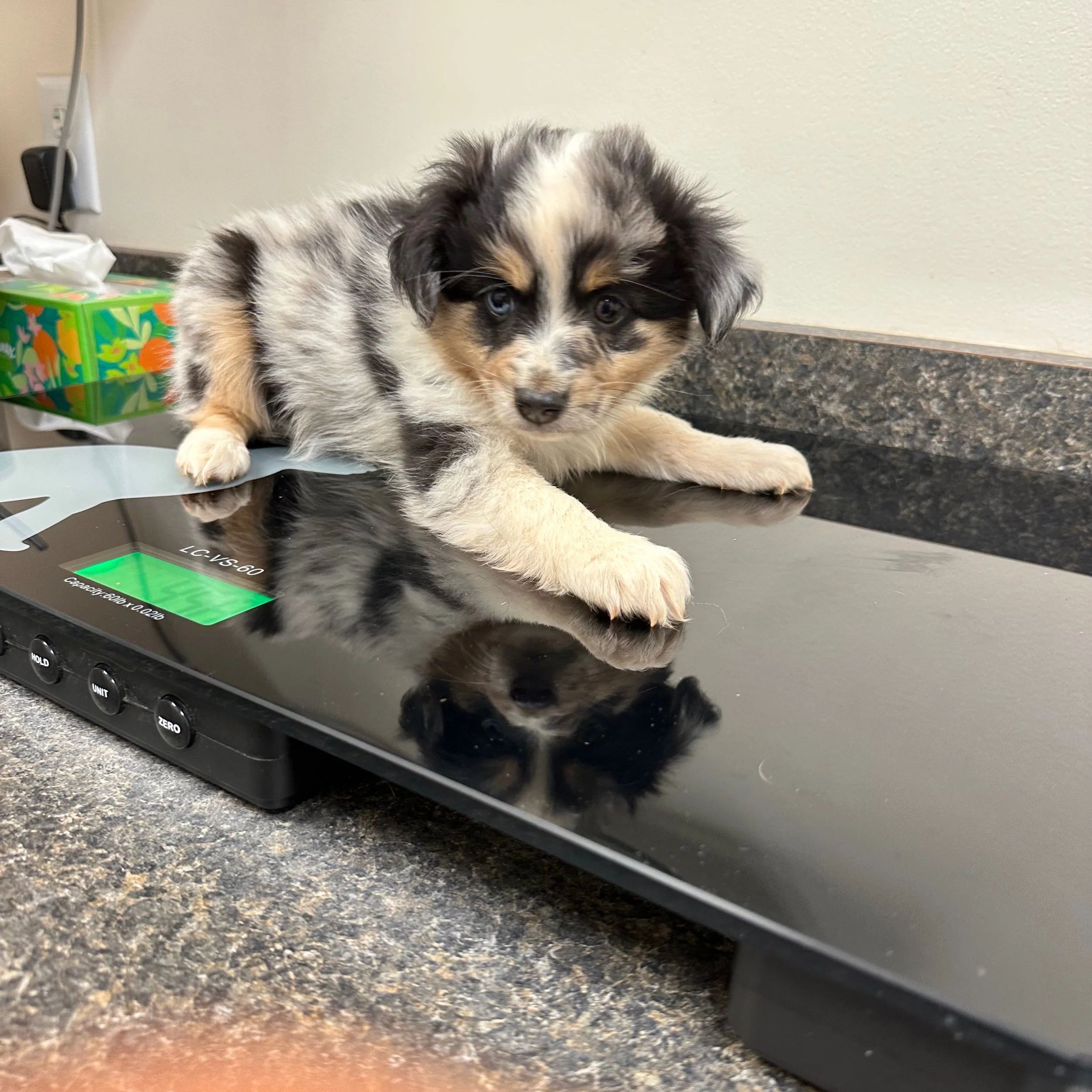 Jackson at his vet appointment 