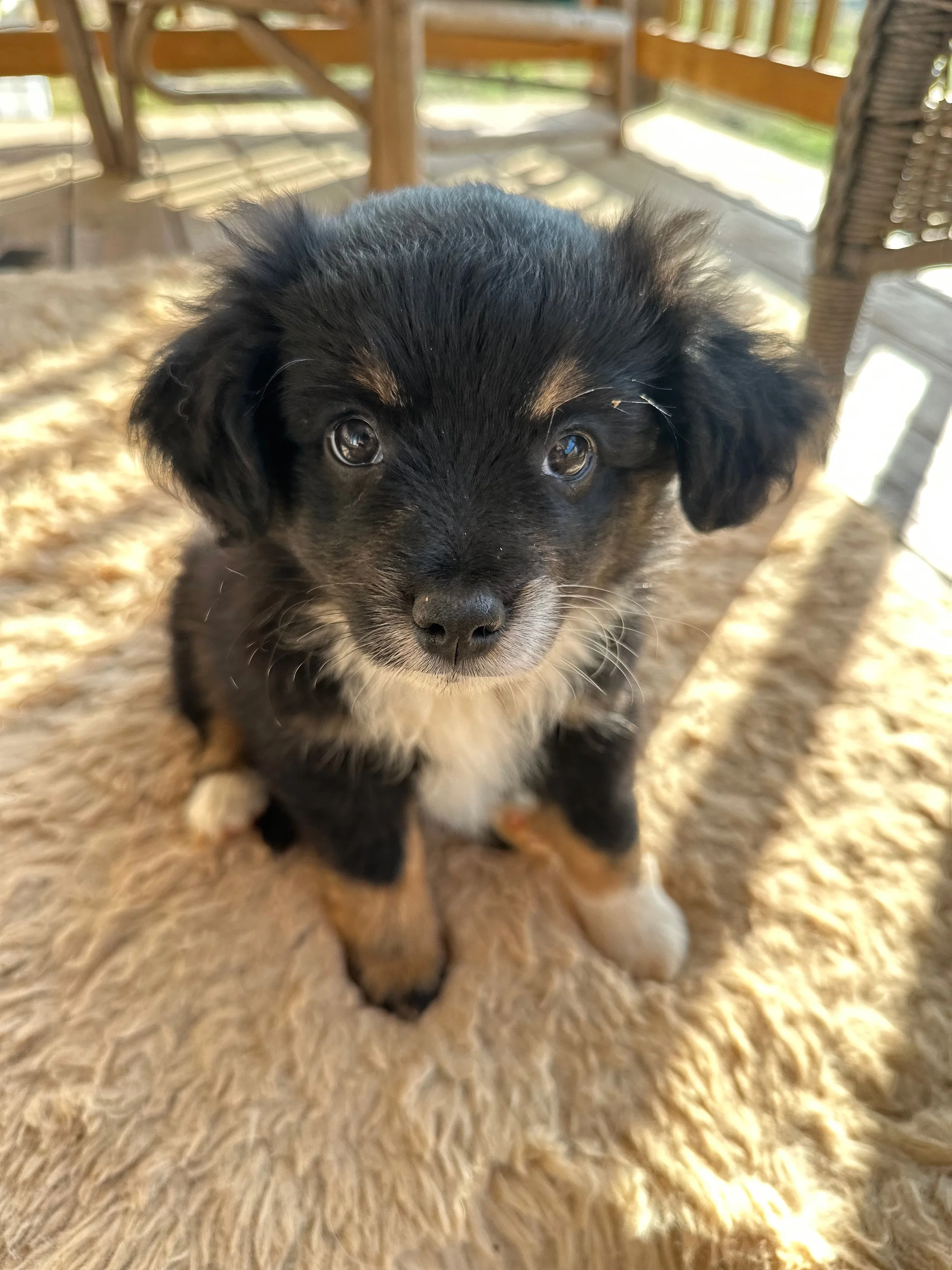 Dolly (Summer/Chester)