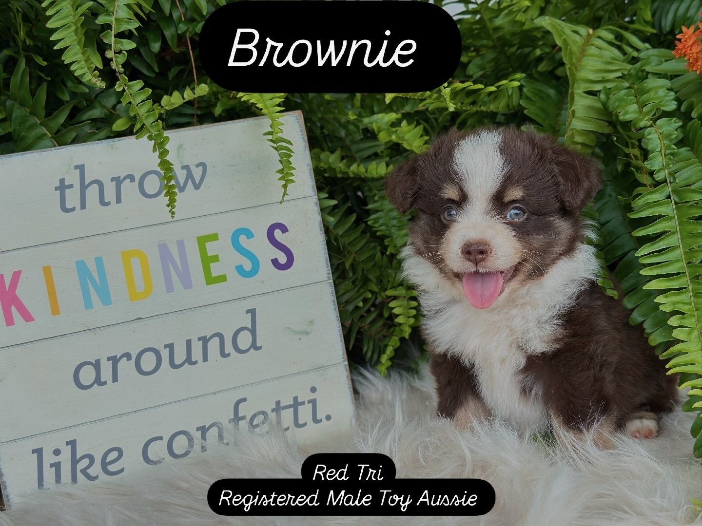 Brownie (Summer/Chester)