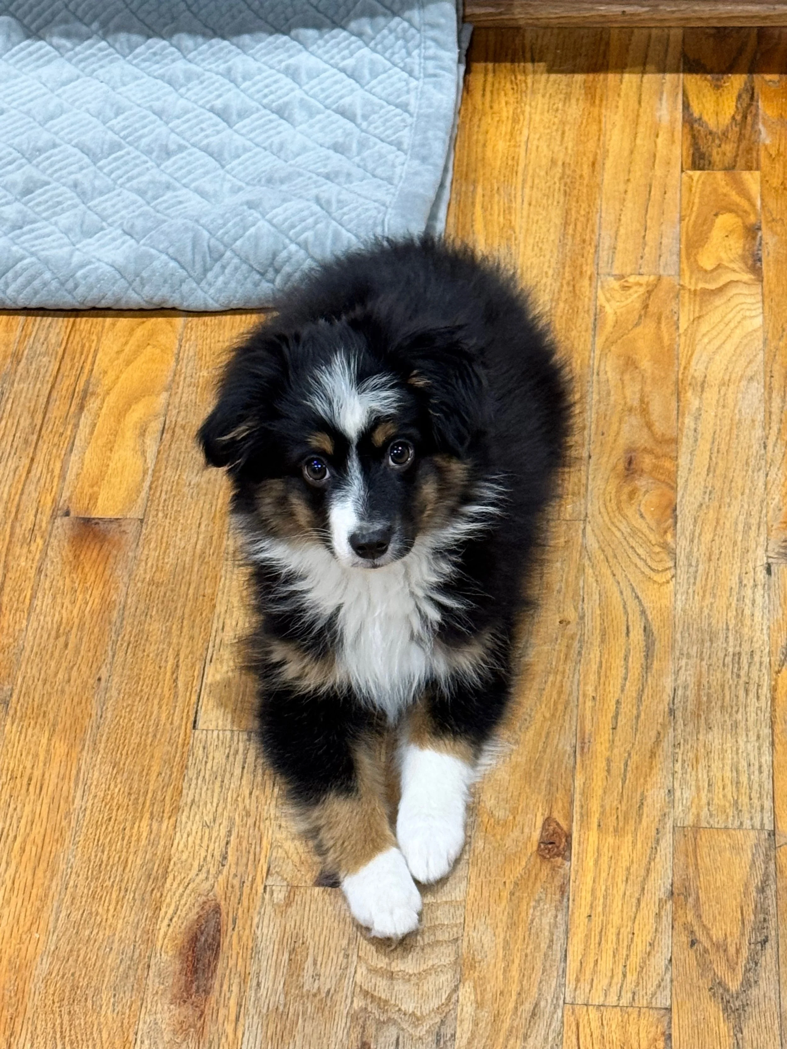 Lincoln (Brooke/Chester)