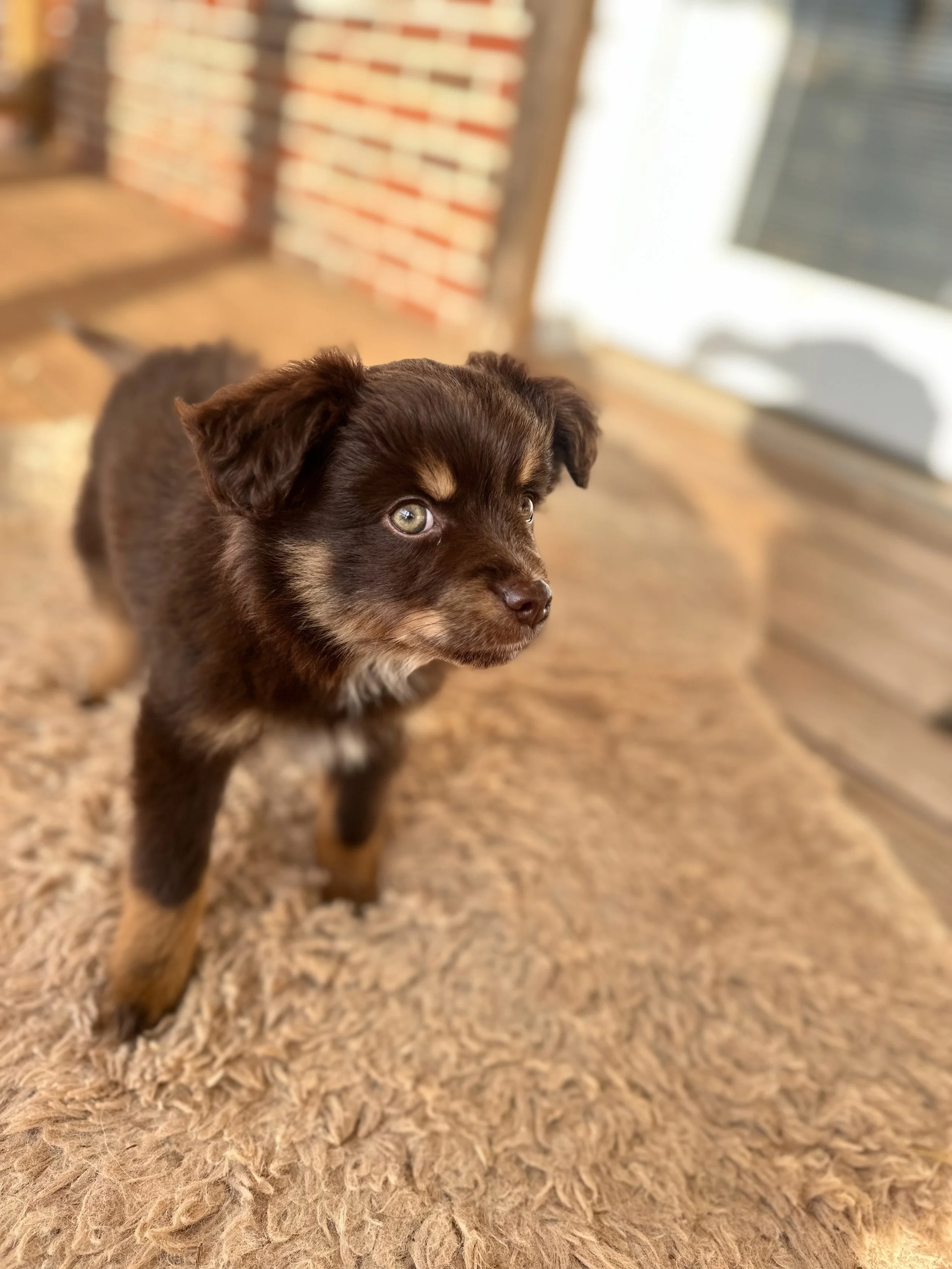 Willie (Mayzie/Chester)