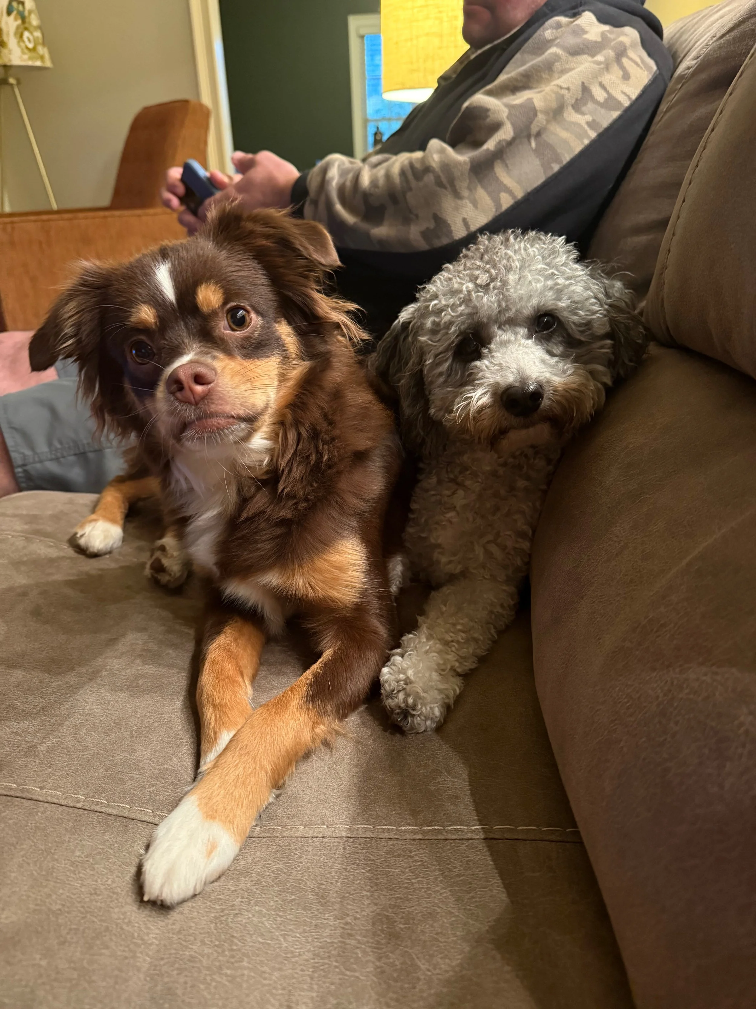 Maple (Mayzie/Chester)