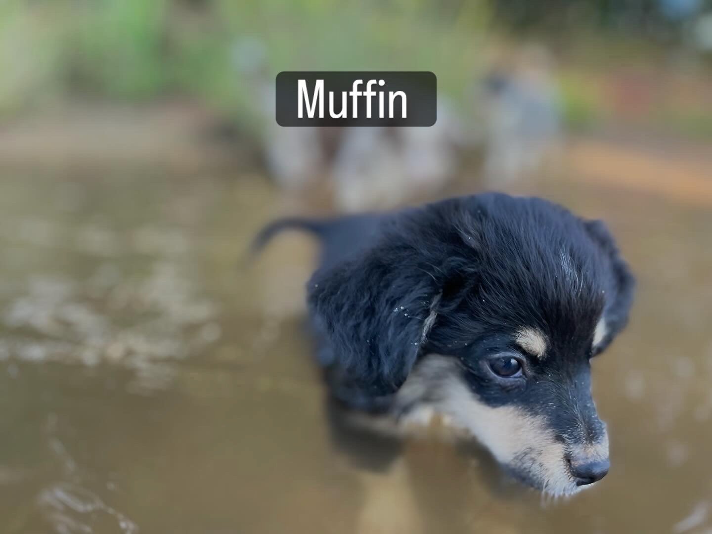 Muffin (Summer/Chester)