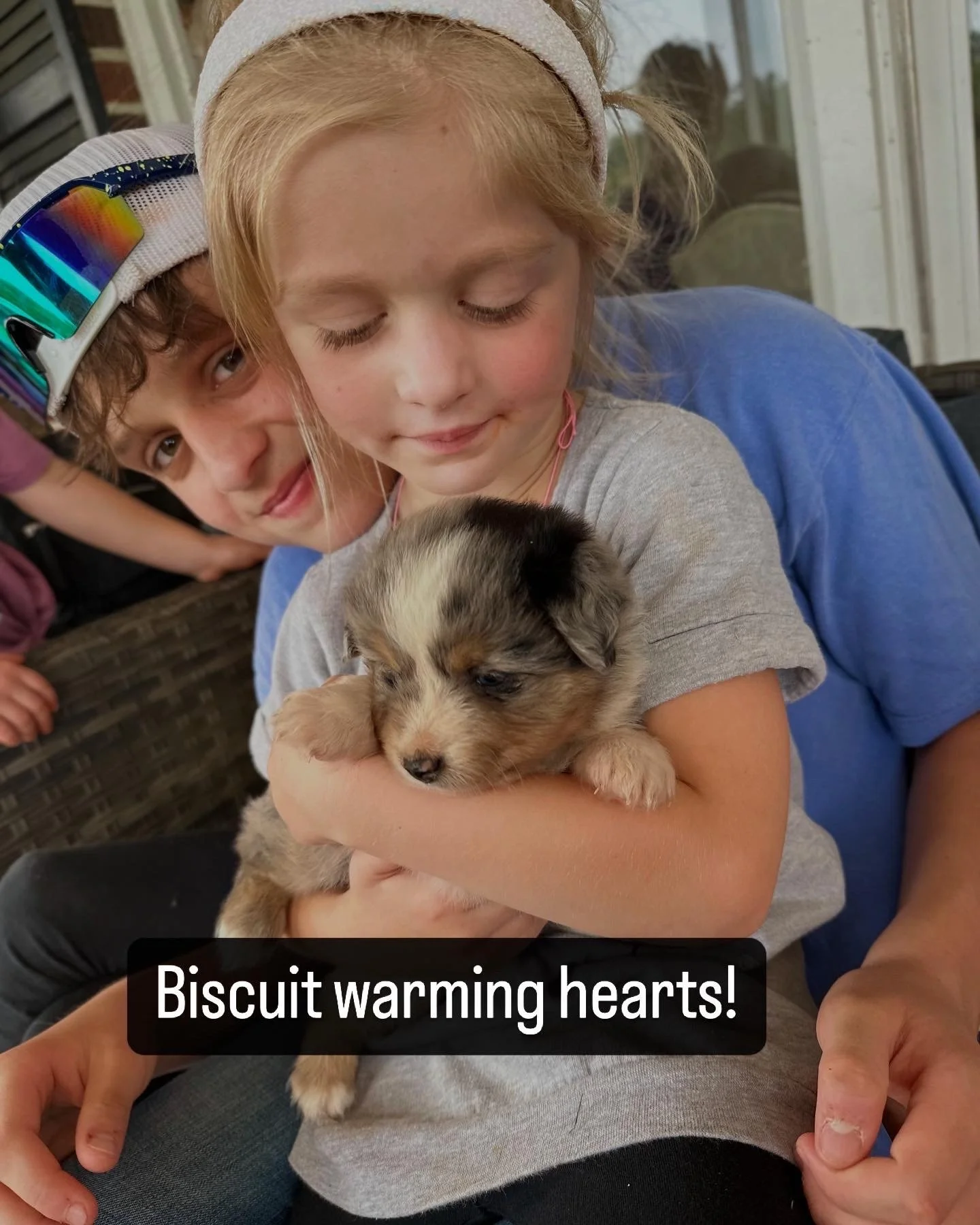 Biscuit (Summer/Chester)