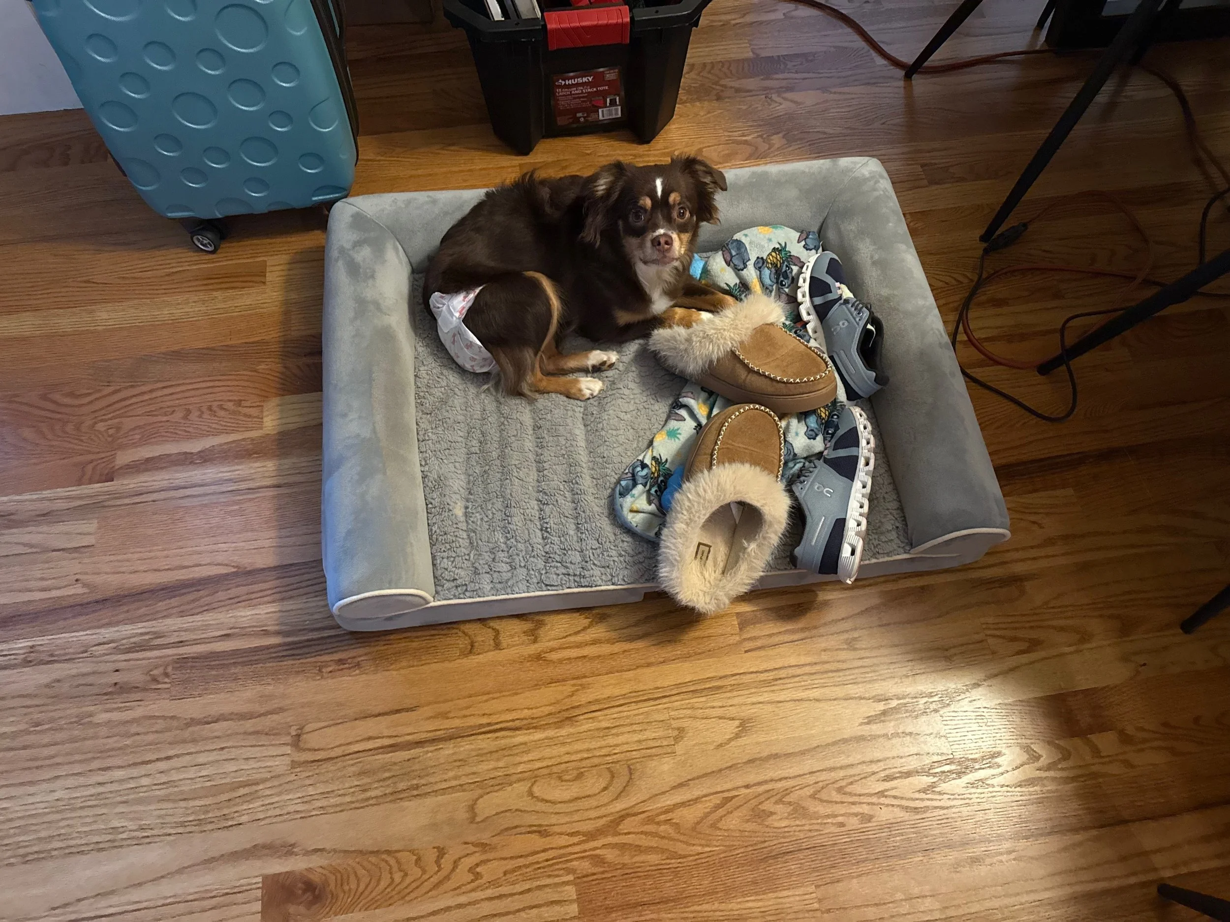 Maple (Mayzie/Chester)