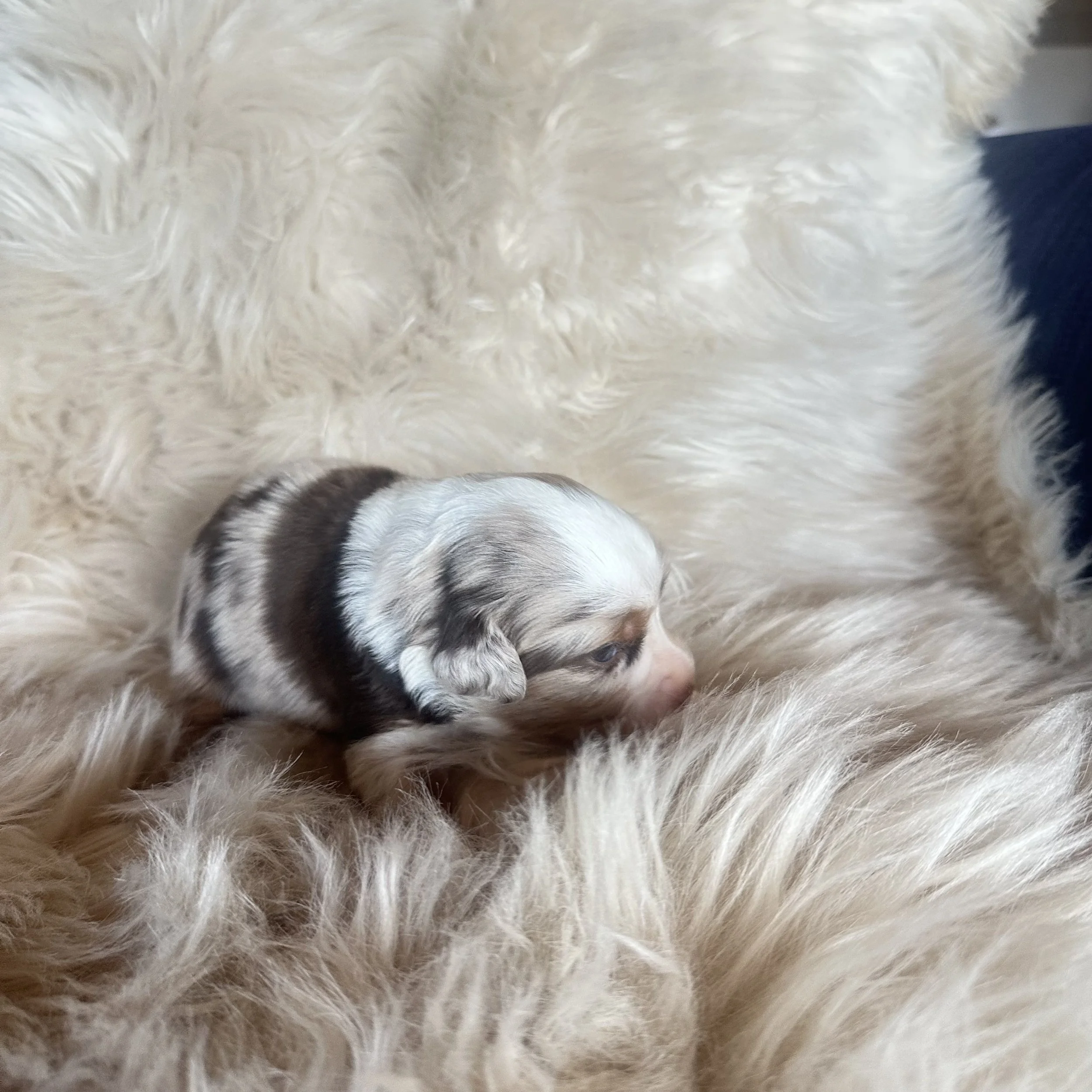A newborn red merle male puppy sleeping on a fluffy white surface with descriptive text around the image.