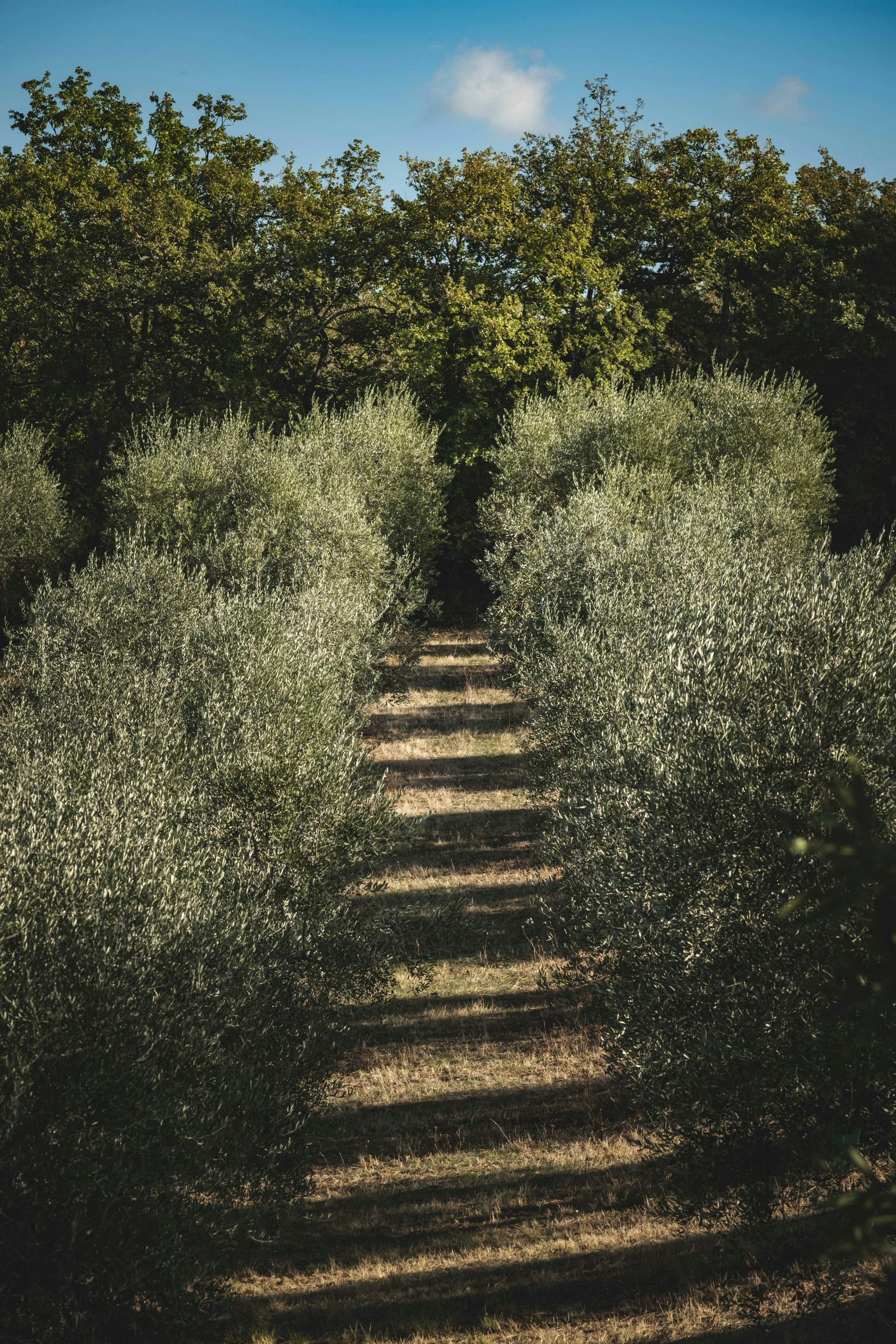 pexels-francesco-ungaro-10663805 (1).jpg