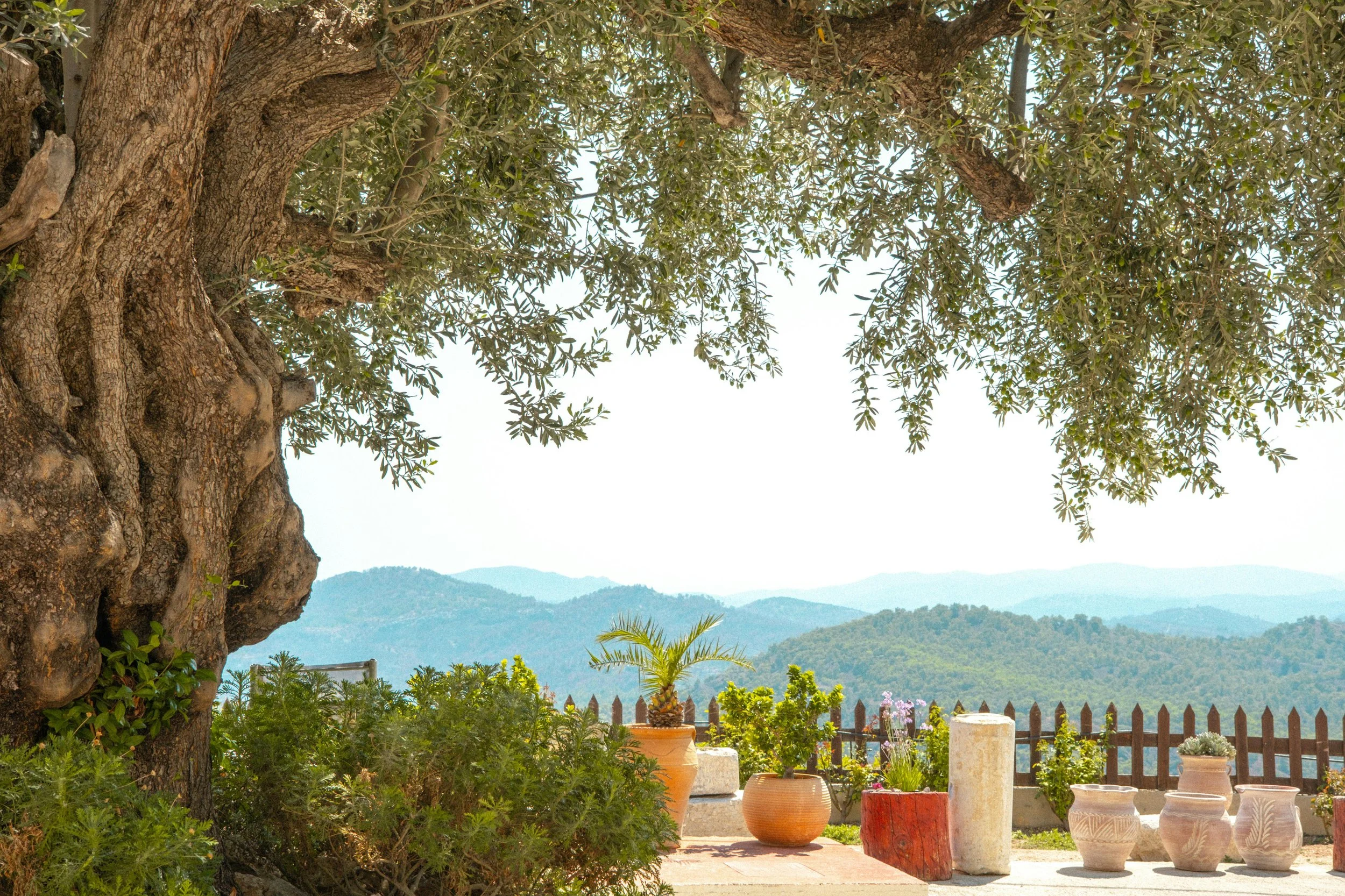 Croatian Olive Oil