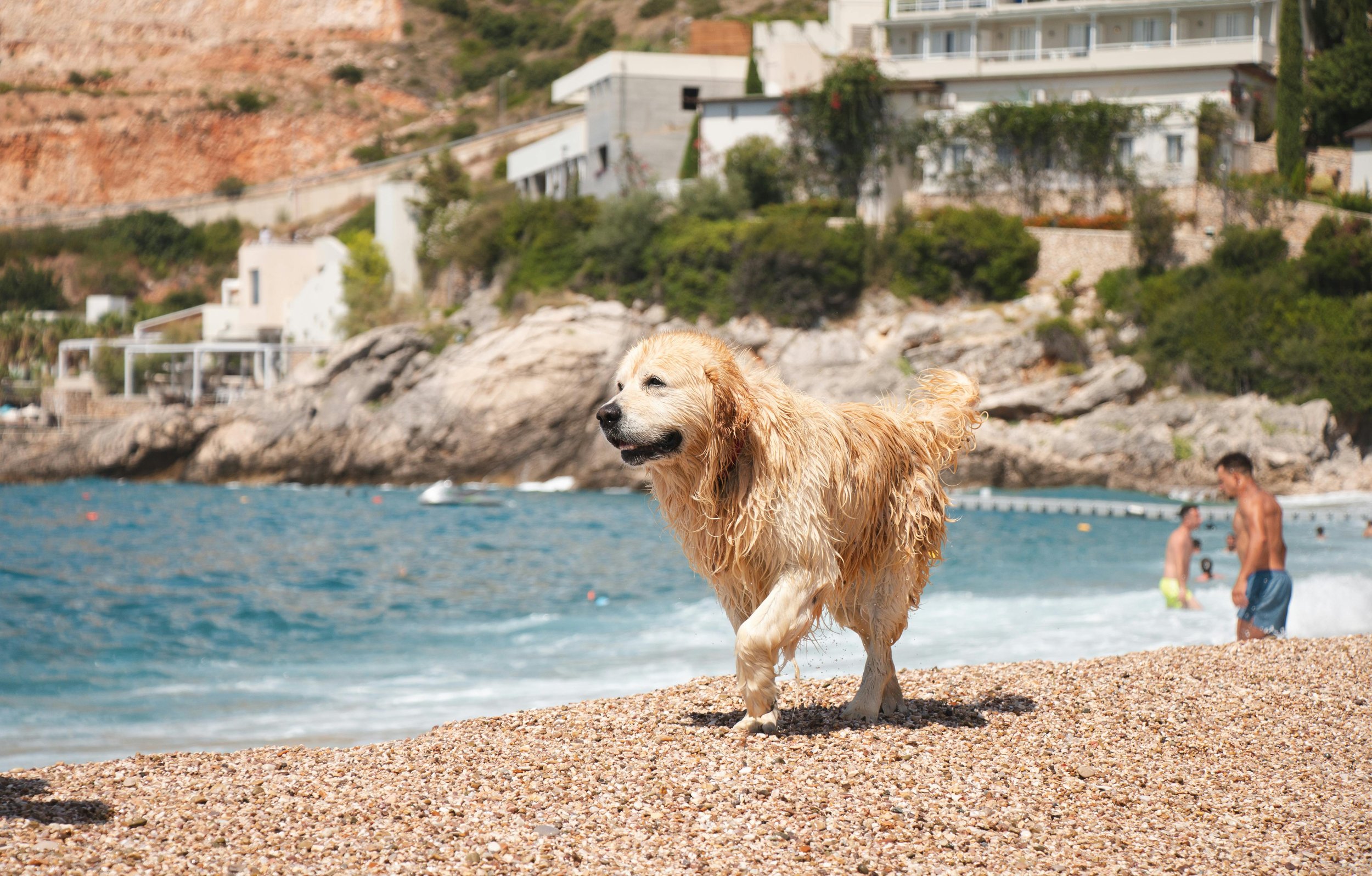 🐾 Olive Oil and Pet Food: A Natural Health Boost for Dogs and Cats 