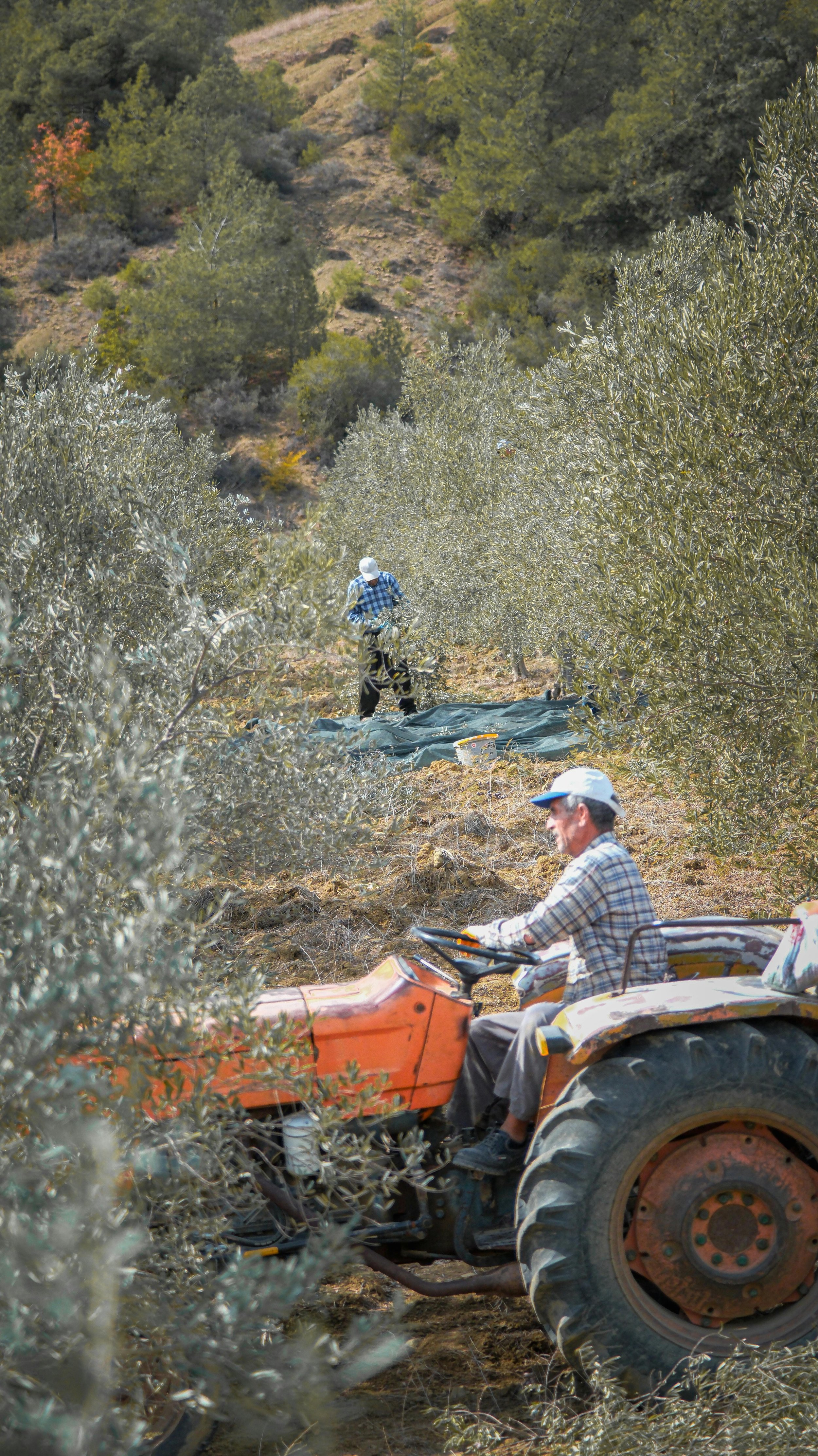 olive oil agriculture in nadin, zadar county.jpg