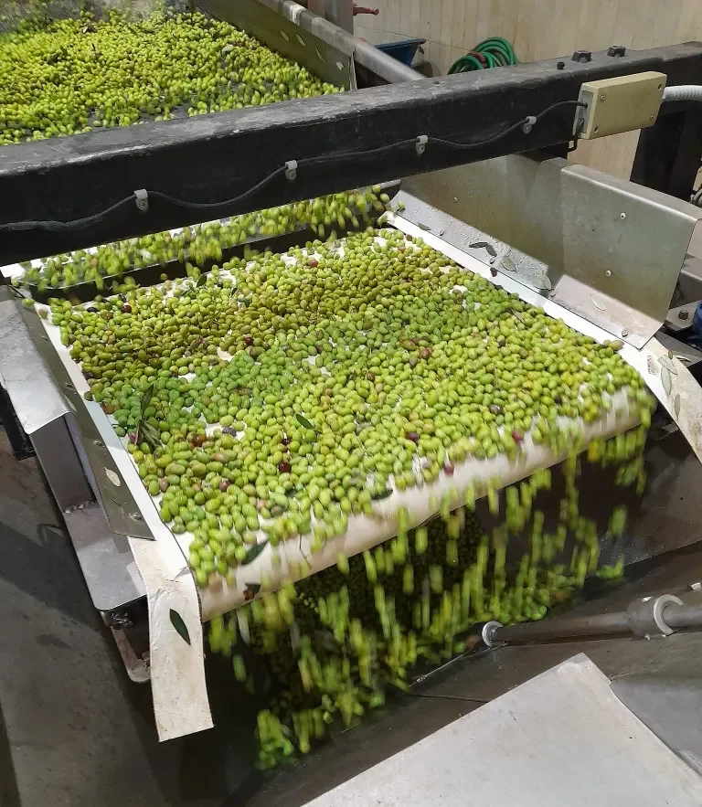 olives-on-conveyor-belt-cold-press-production-croatia