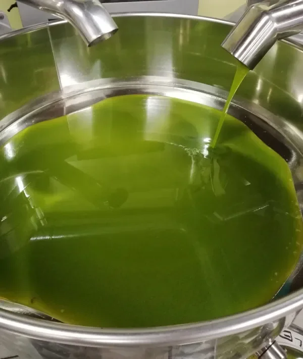 olive-oil-extraction-cold-press-zadar