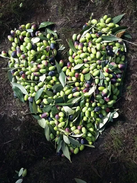 green-olive-heart-dalmatian-olive-groves-zadar