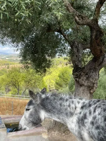 donkey-under-olive-tree-nadin
