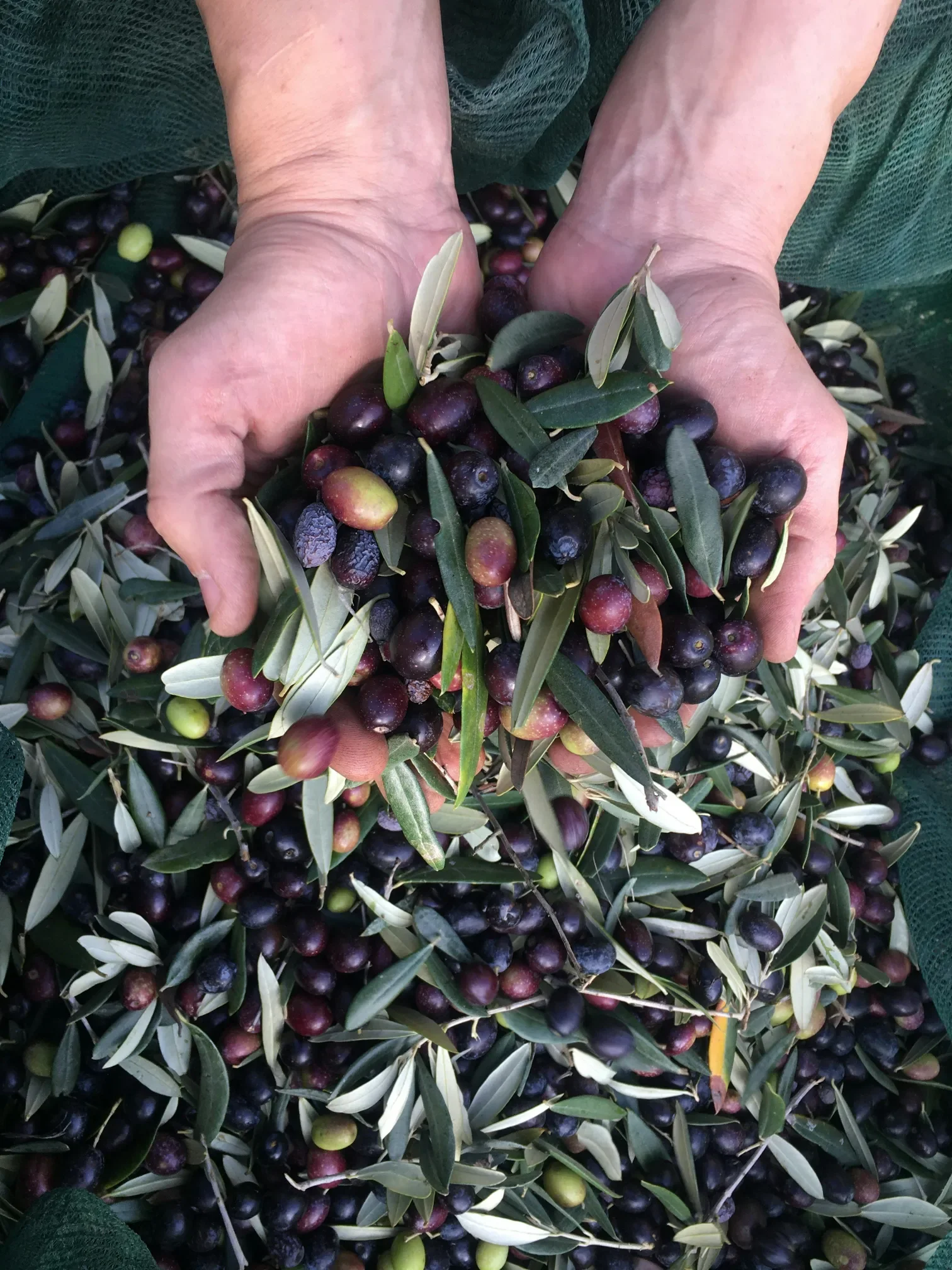 olive-harvest-hands.webp