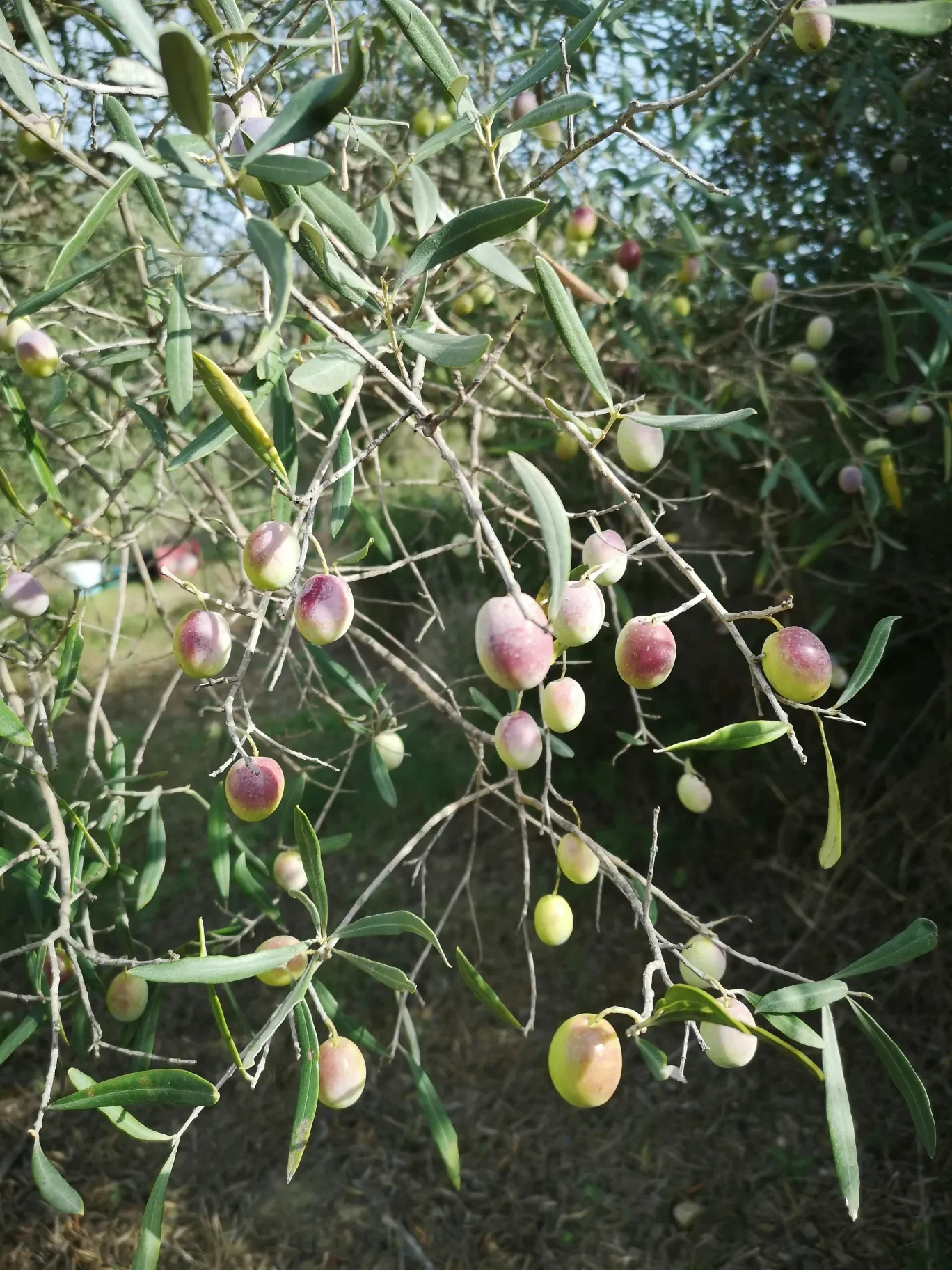 olive-branch-fruit.webp