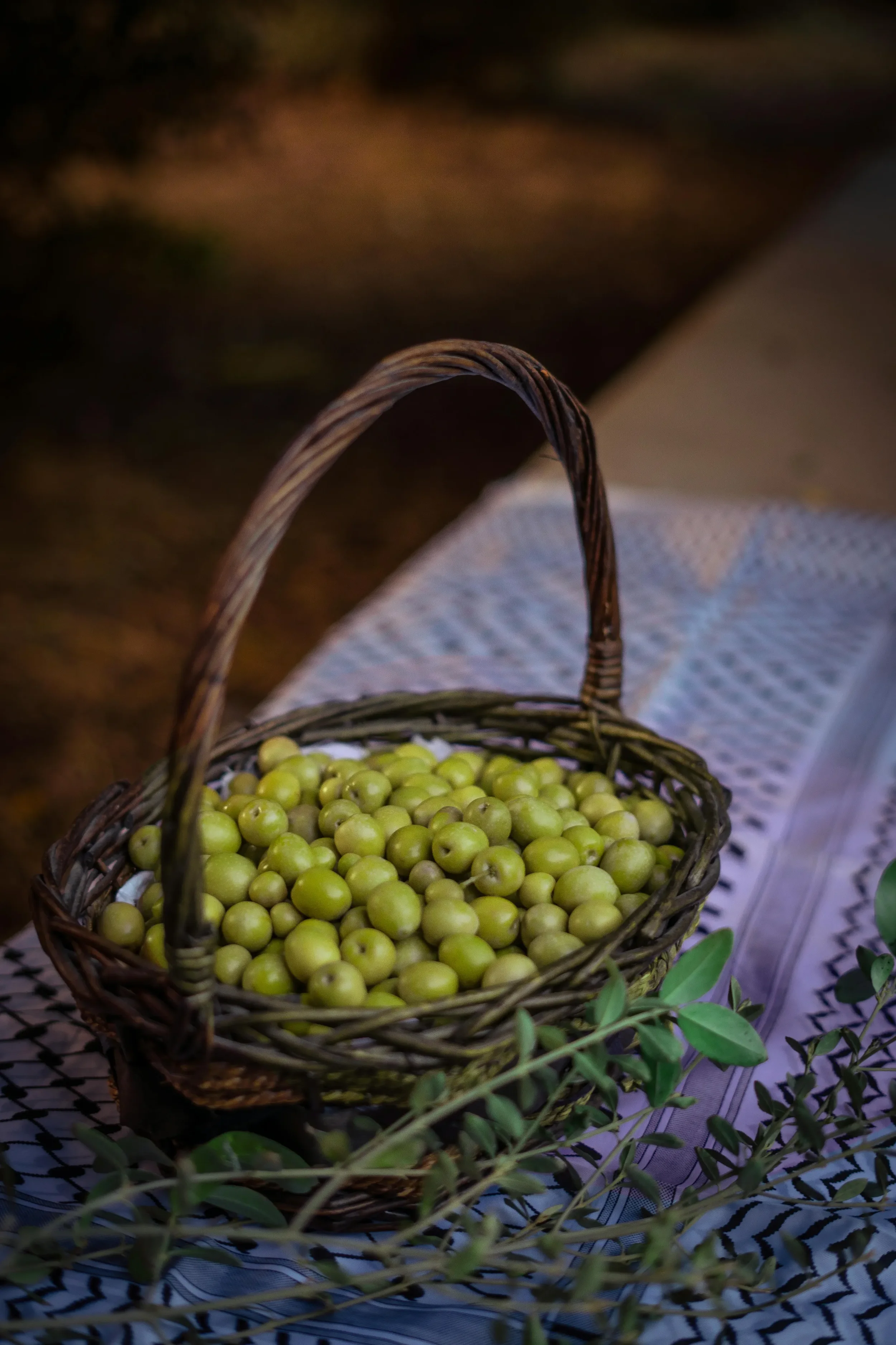 olive-harvest-basket.webp
