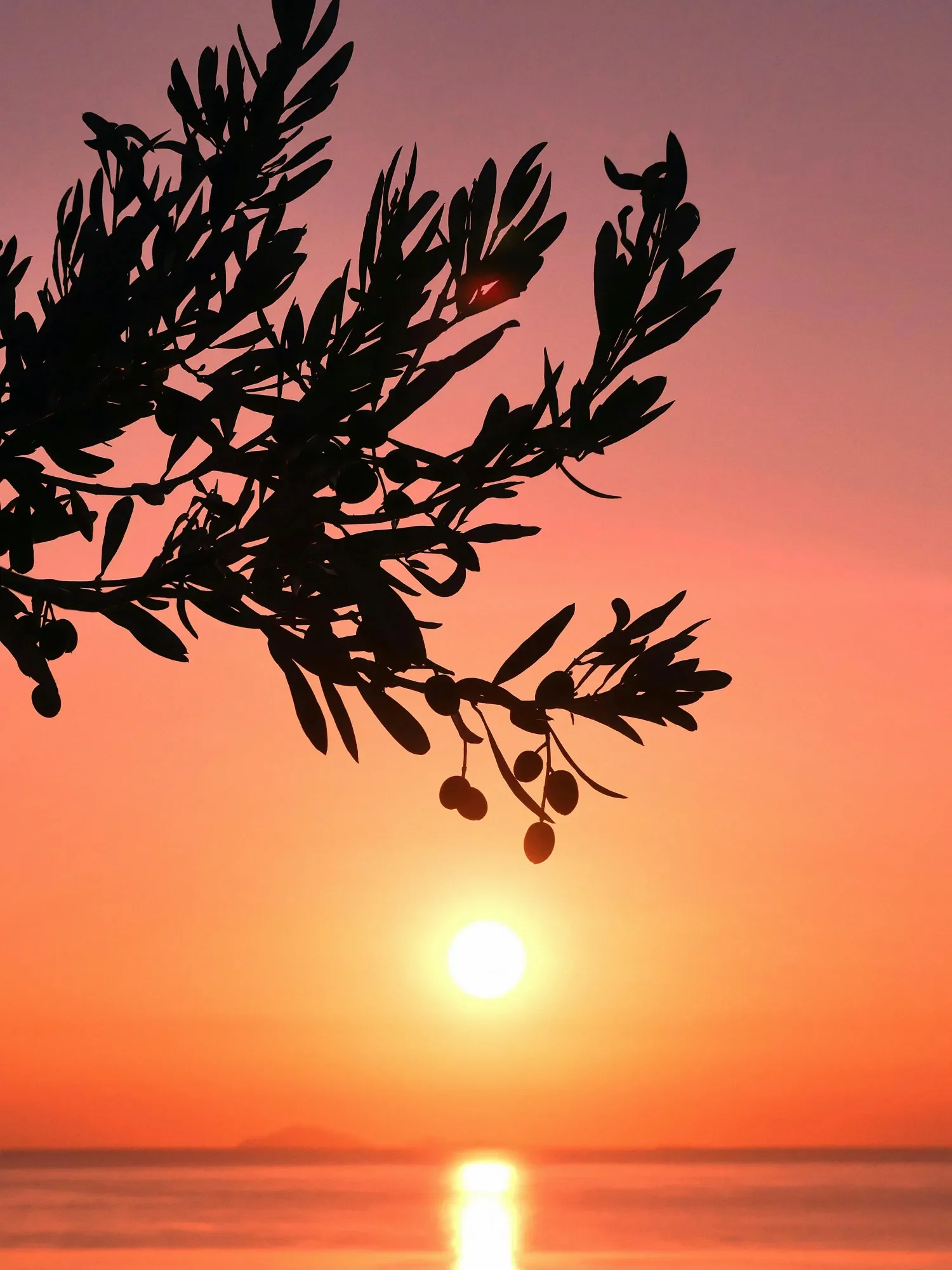 olive-branch-sunset.webp