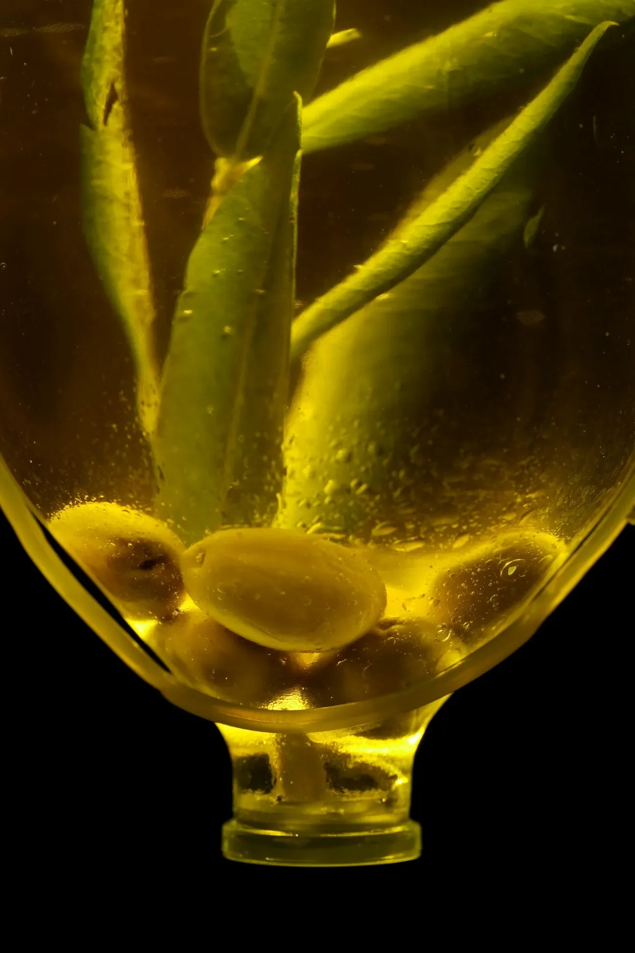 olives-in-oil-bottle.webp