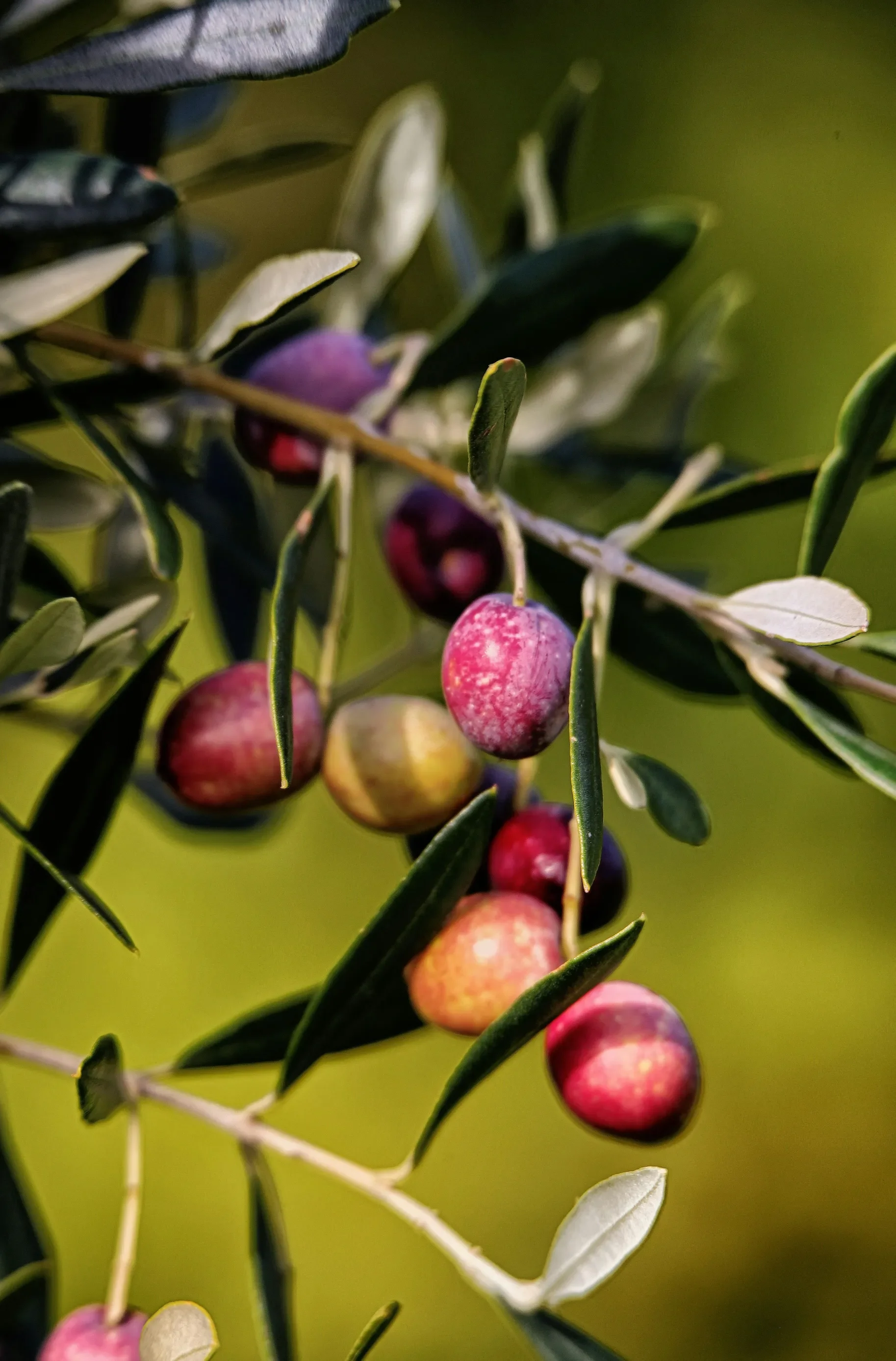olive-tree-fruit.webp