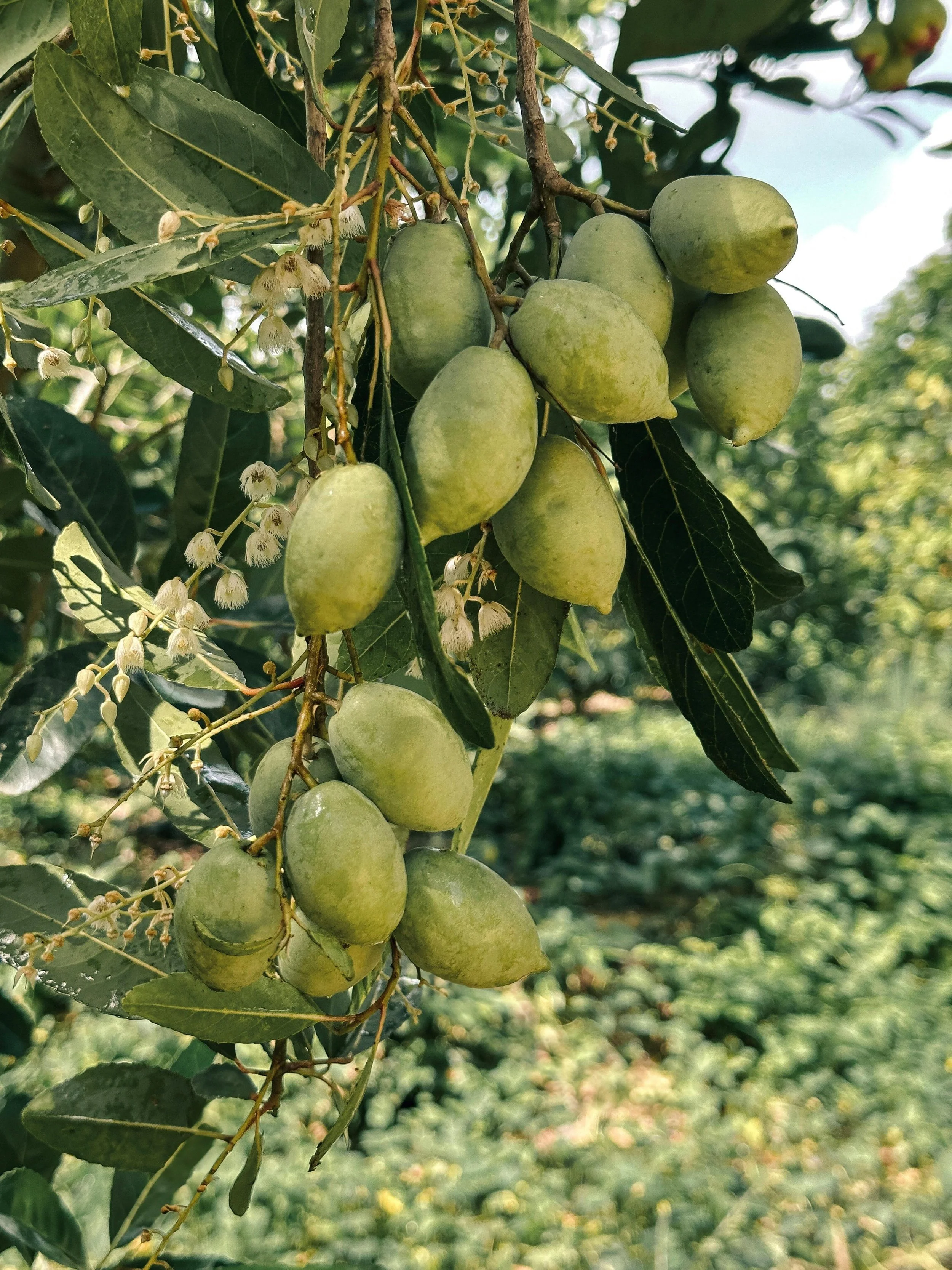 olives zadar croatia
