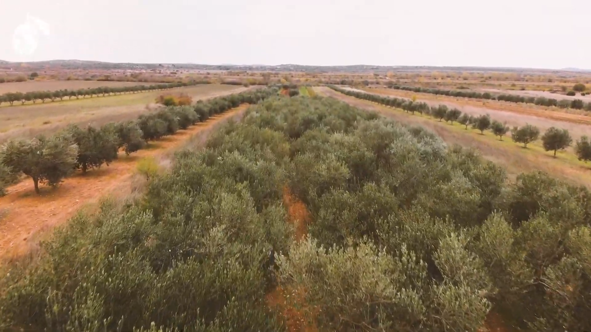 Organic olive oil Croatia olive grove in Nadin Zadar Dalmatia