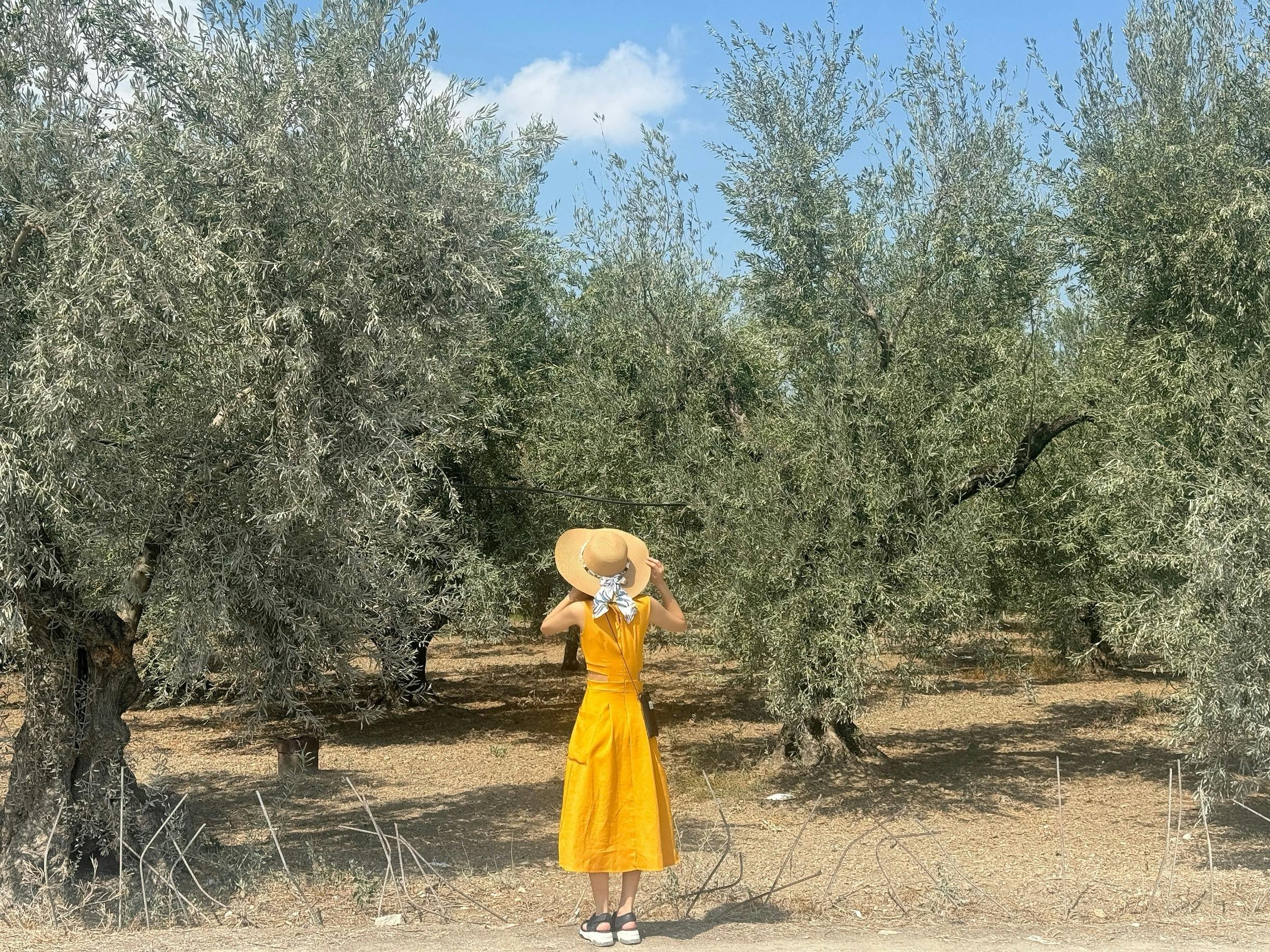 olive orchard, olives croatia, olive trees zadar