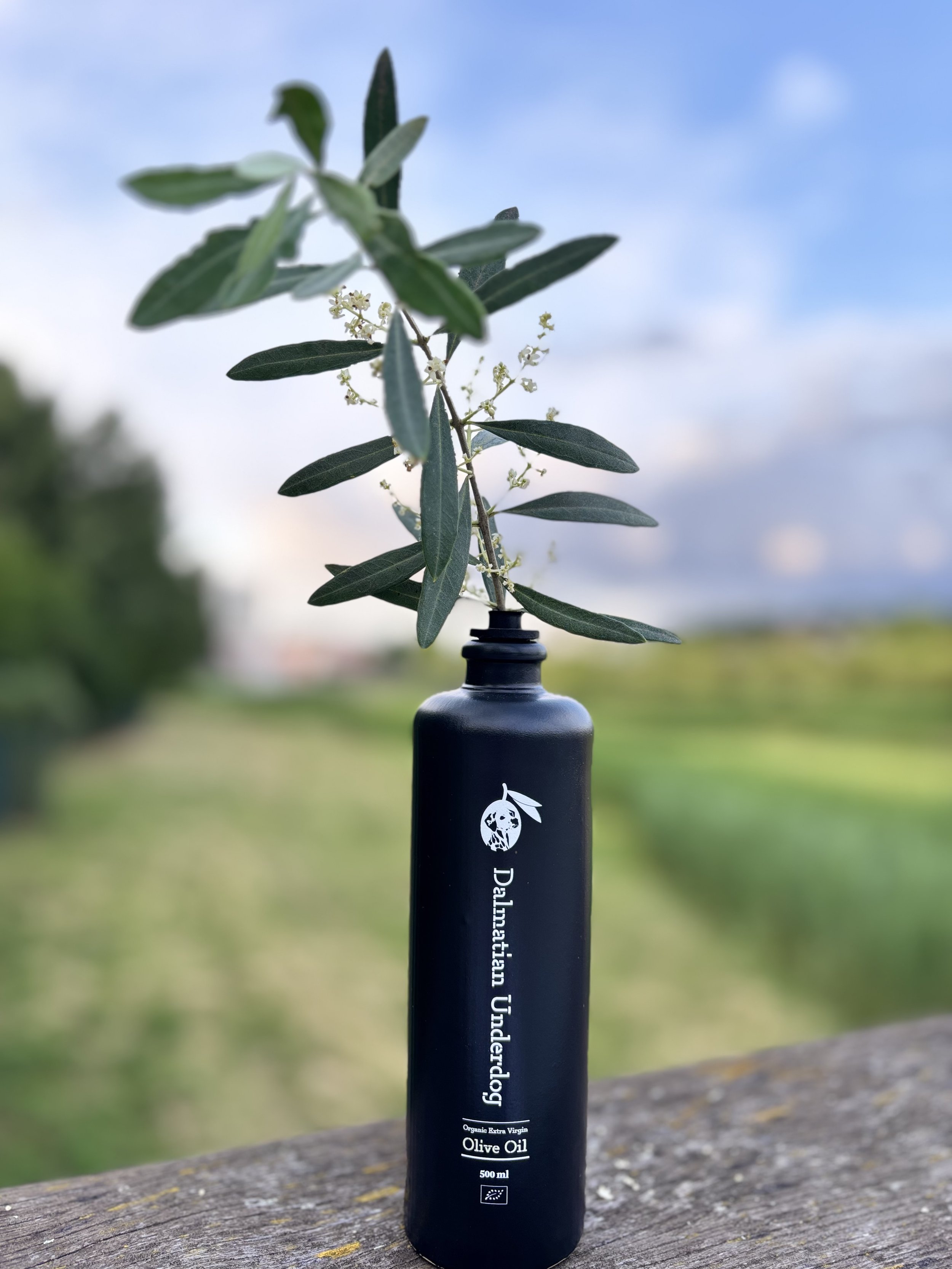 Dalmatian Underdog 500ml organic extra virgin olive oil bottle with olive branch in Nadin near Zadar Croatia