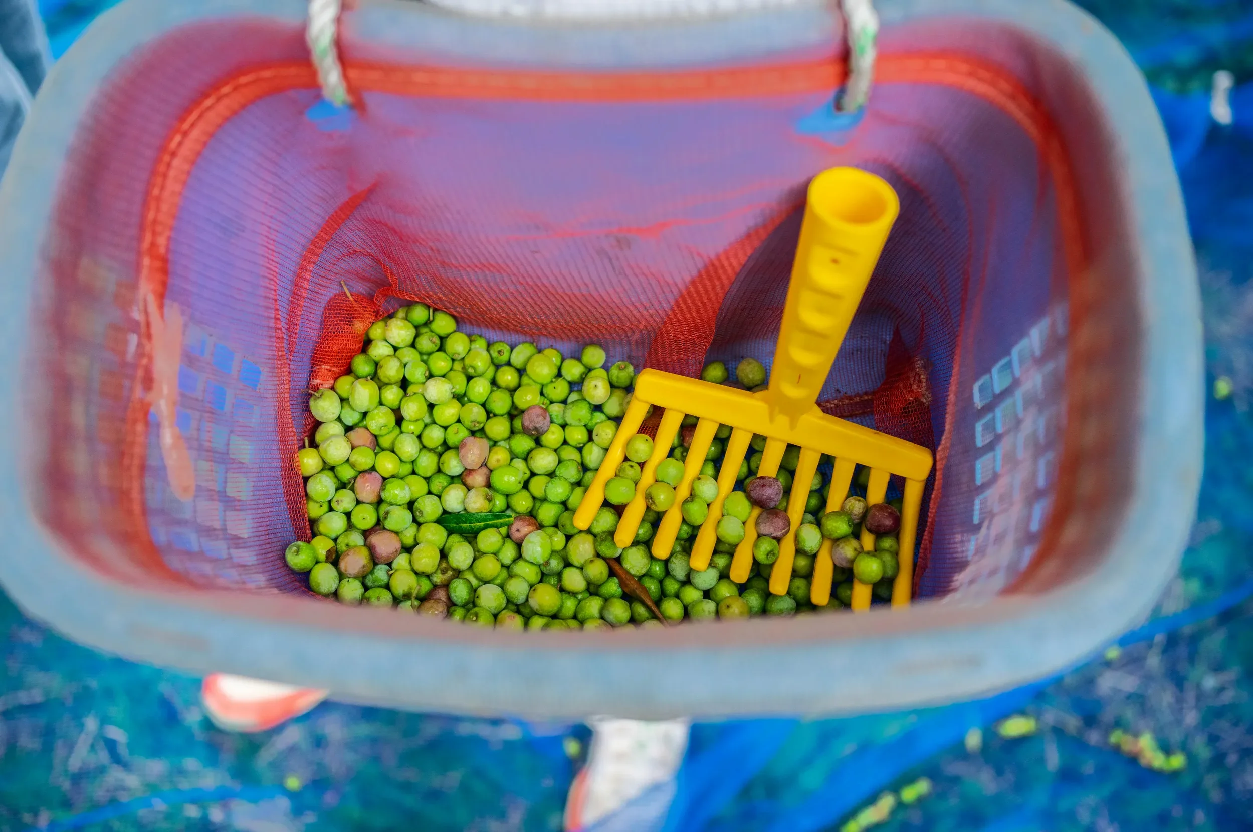 Harvest basket with yellow rake filled with freshly picked green olives in Croatia
