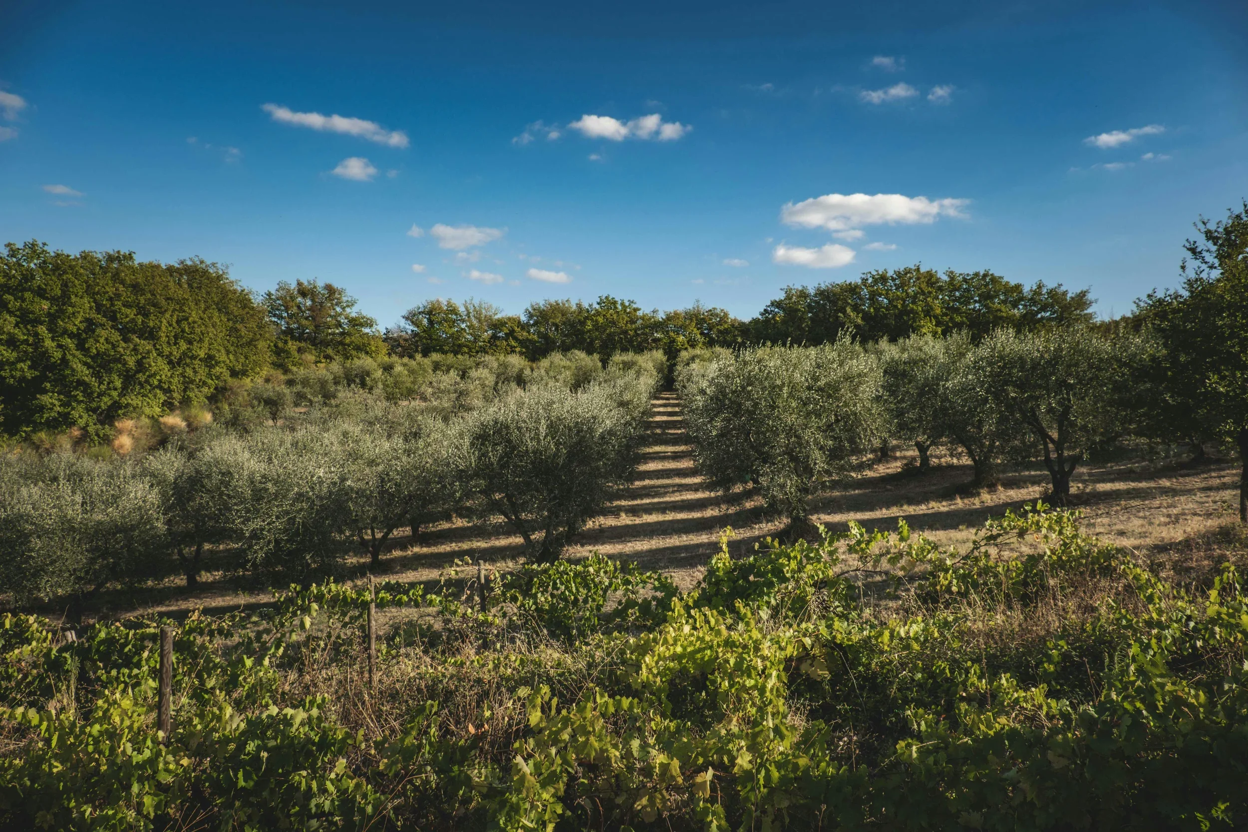 Rows of organic olive trees under a blue sky in Dalmatia, Croatia